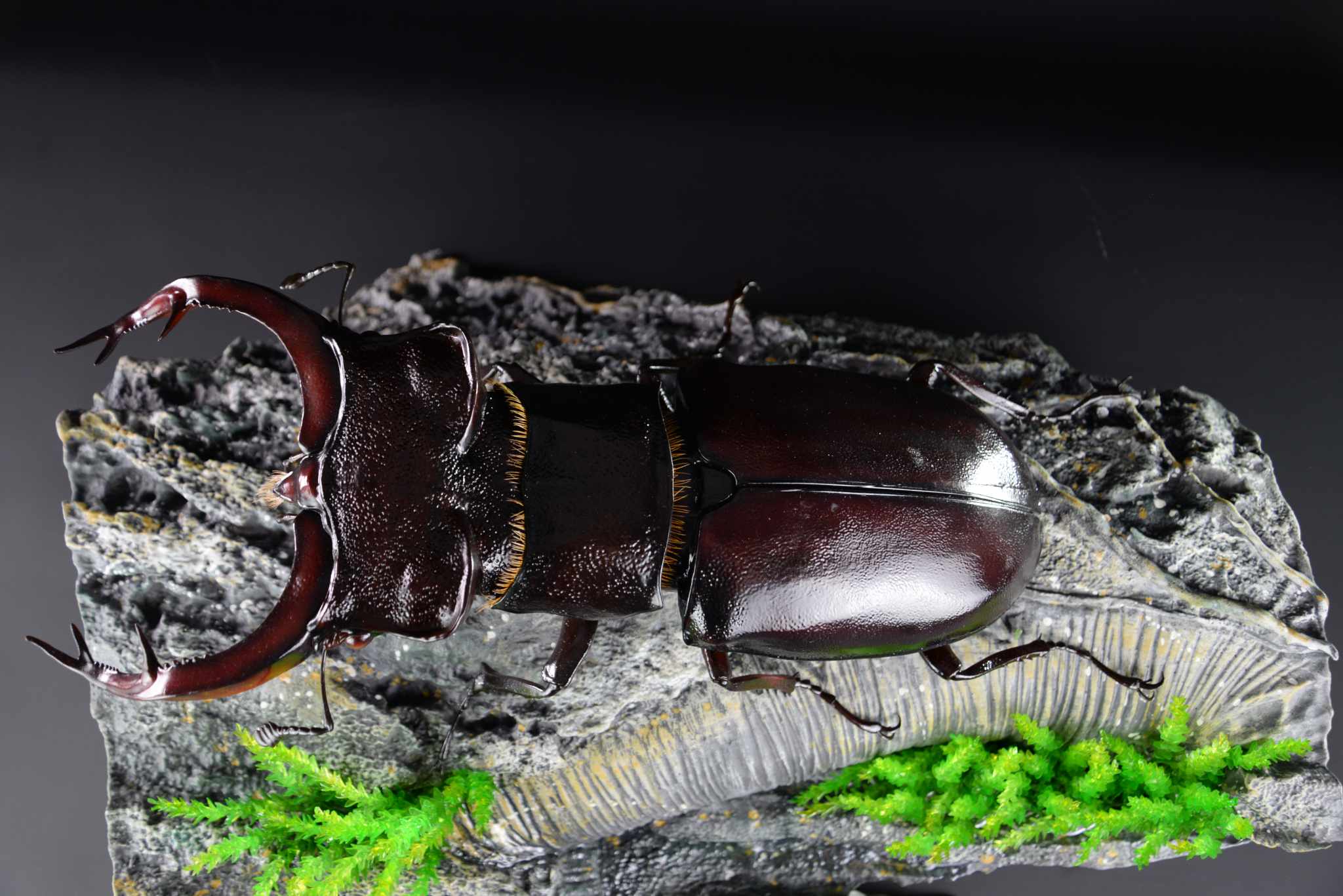 Hirschkäfer • European stag beetle • Lucanus cervus - 50 cm 