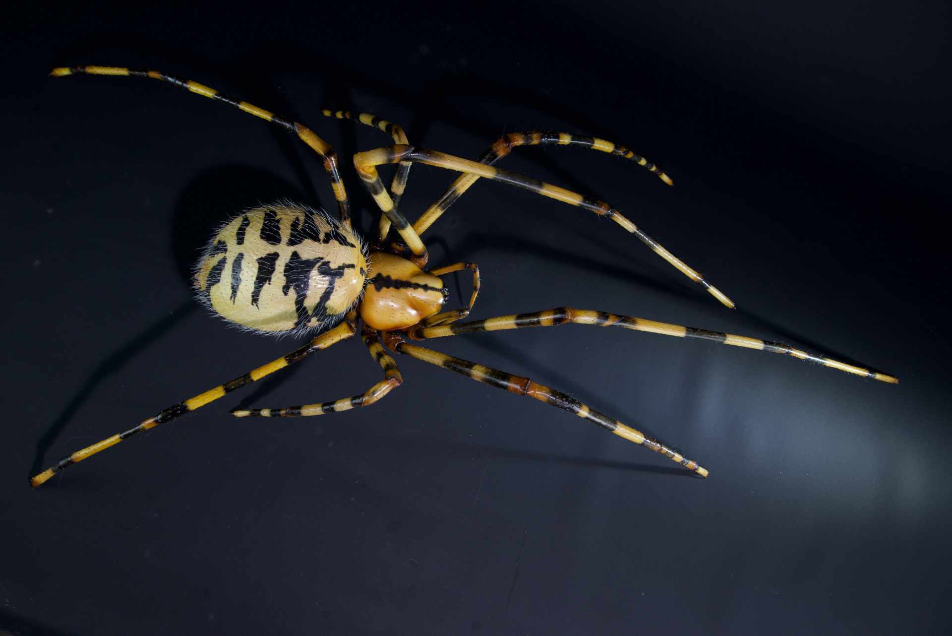 Gefleckte Höhlenspinne • cavity spider • Nesticus cellulanus - 70 cm 
