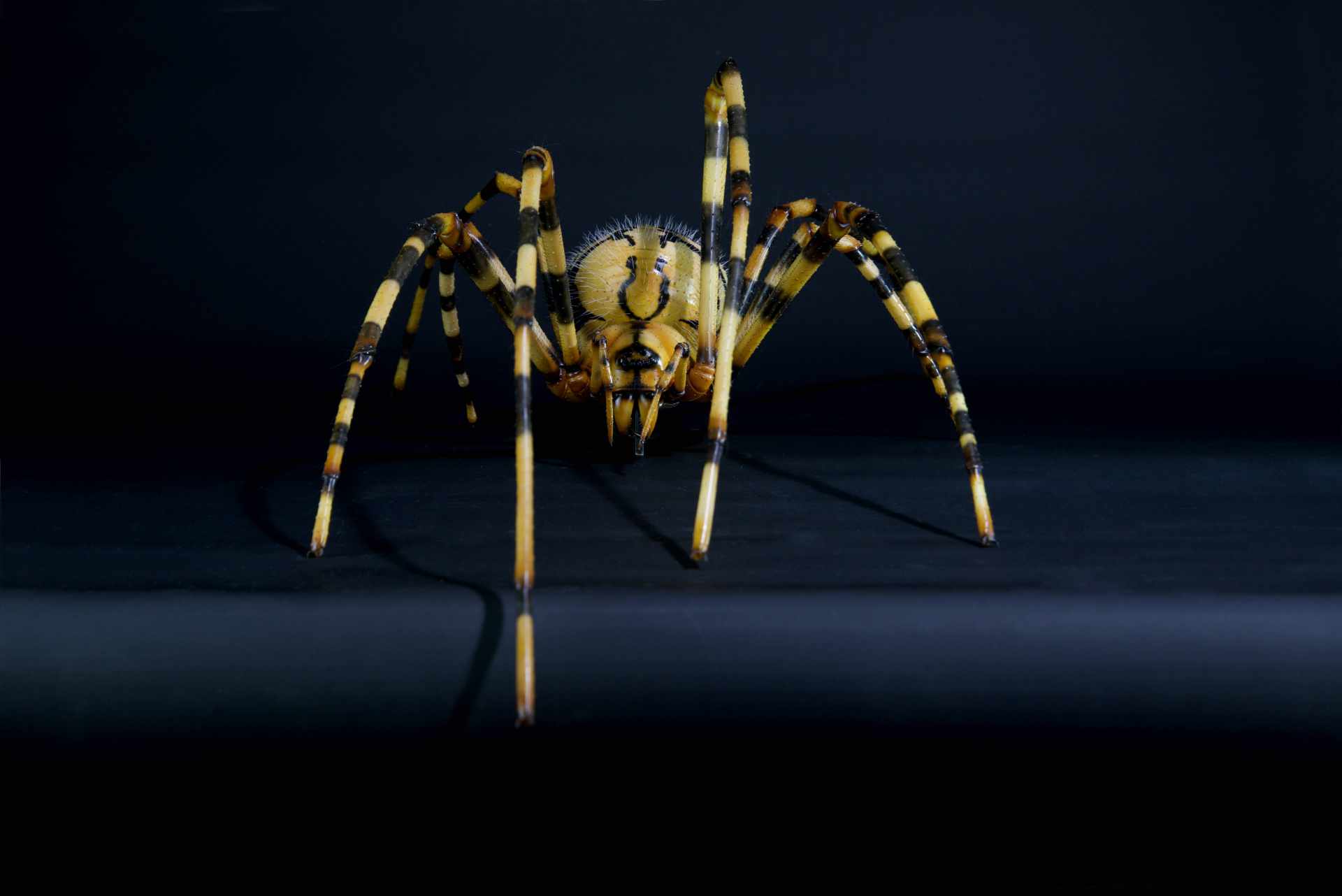 Gefleckte Höhlenspinne • cavity spider • Nesticus cellulanus - 70 cm 