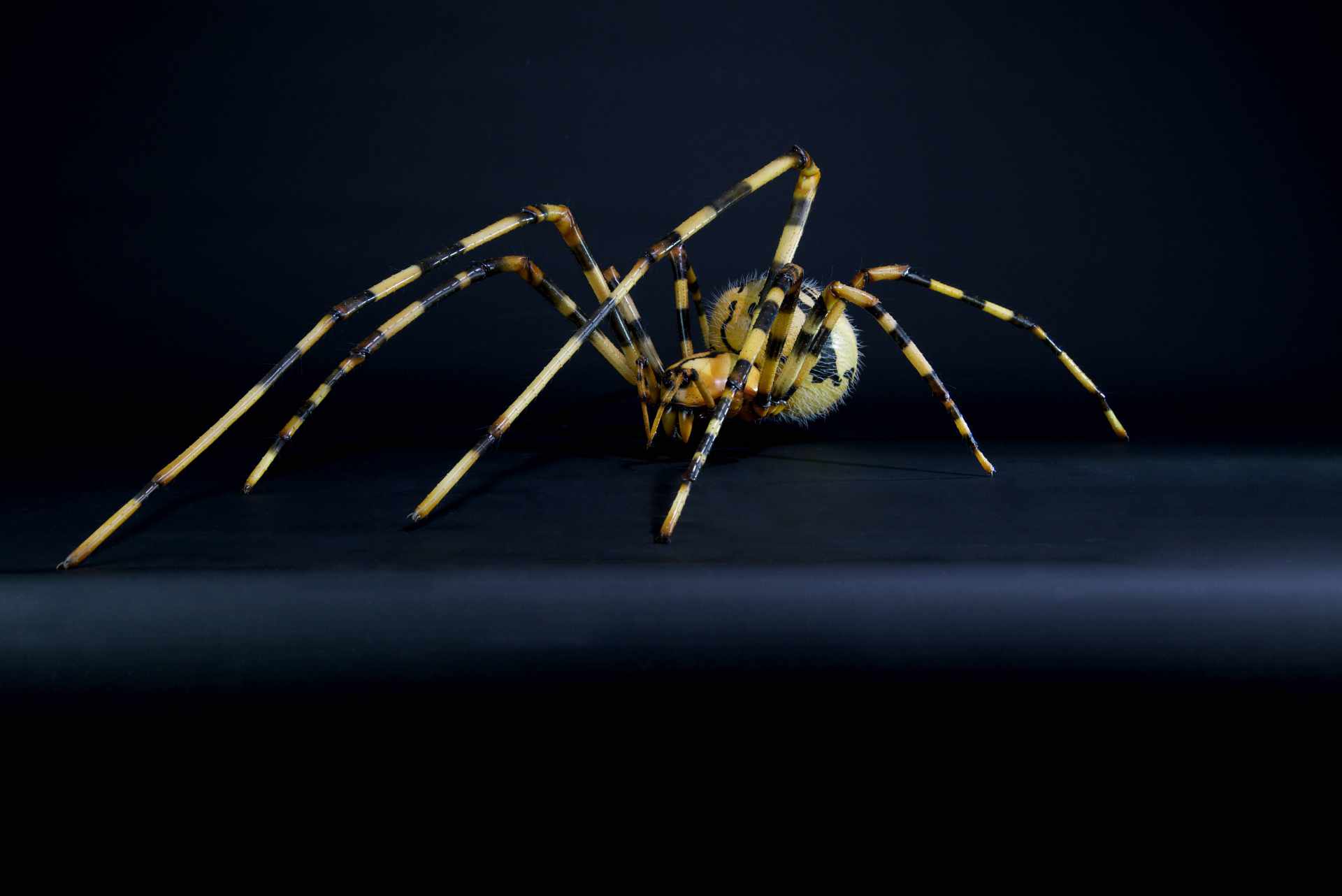 Gefleckte Höhlenspinne • cavity spider • Nesticus cellulanus - 70 cm 
