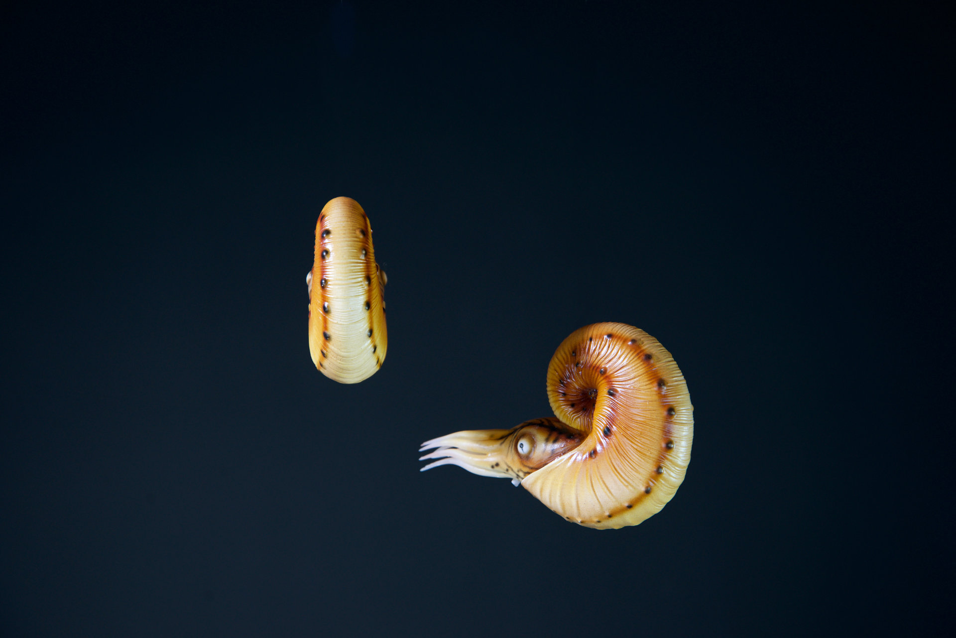 Ammonit • Hoploscaphites sp. – 5 cm 