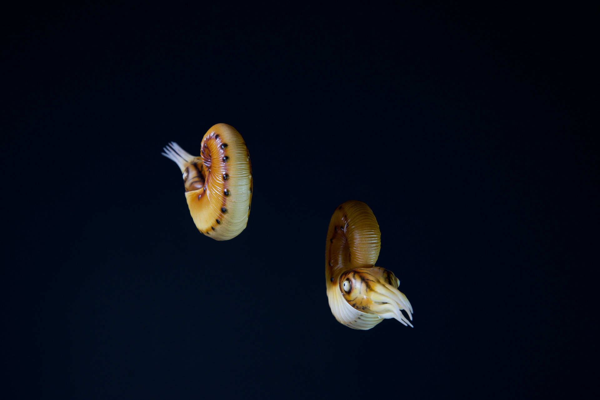 Ammonit • Hoploscaphites sp. – 5 cm 