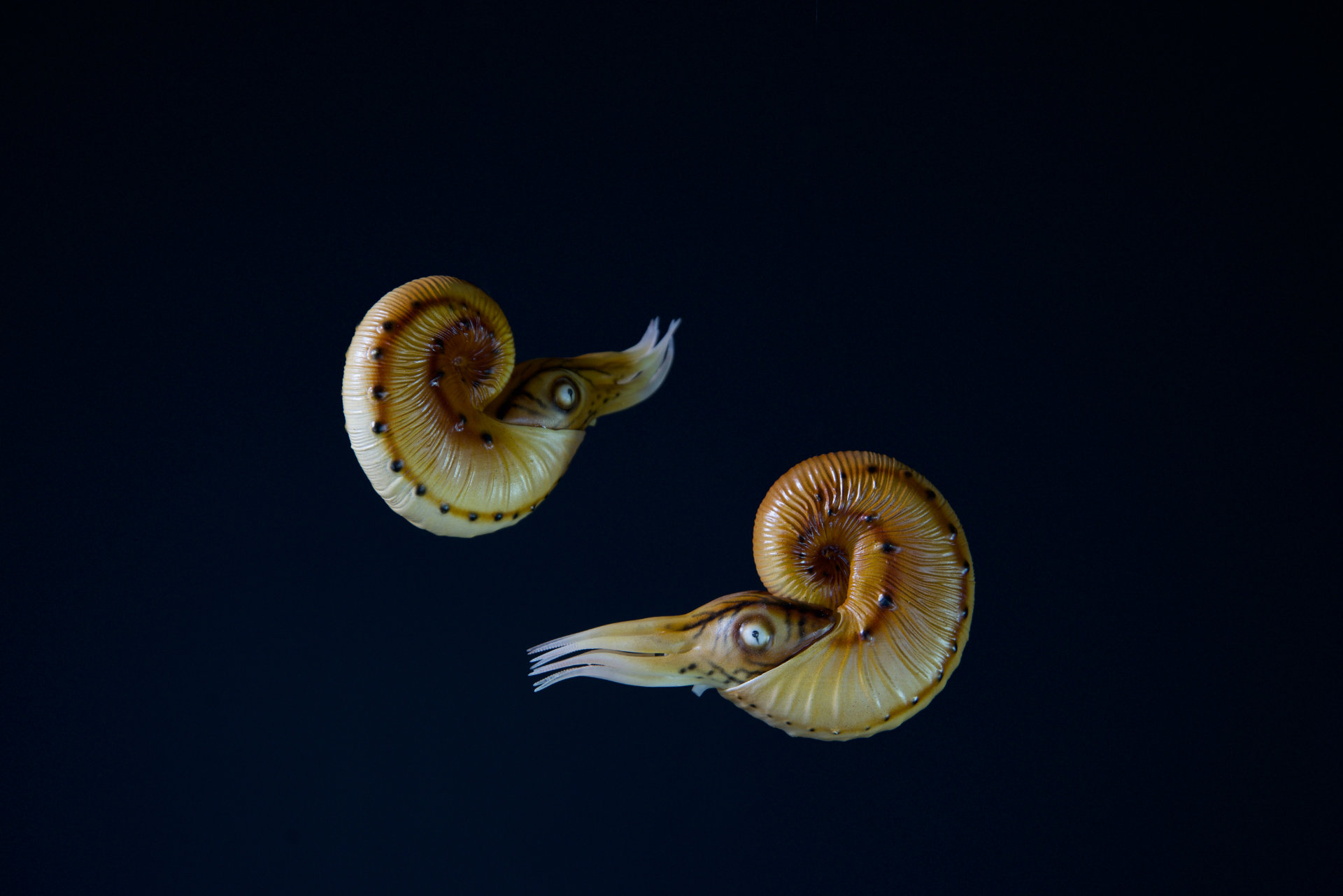 Ammonit • Hoploscaphites sp. – 5 cm 