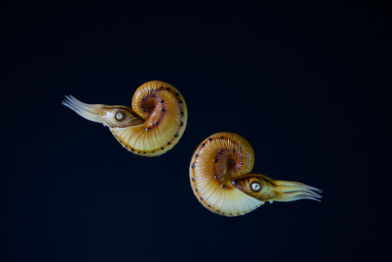 Ammonit • Hoploscaphites sp. – 5 cm