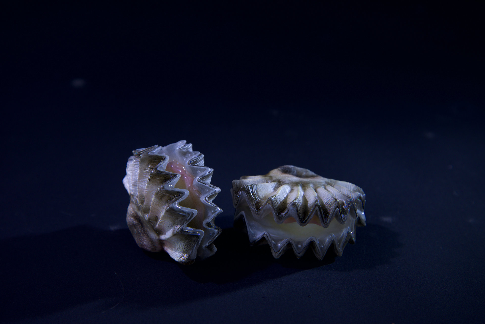 Muscheln • Sea shells  Hyotissa semiplana •  Inoceramus sp. • Neithea sp. • Pinna decussata • Pycnodonte vesiculares • Spondylus sp. • natural size 