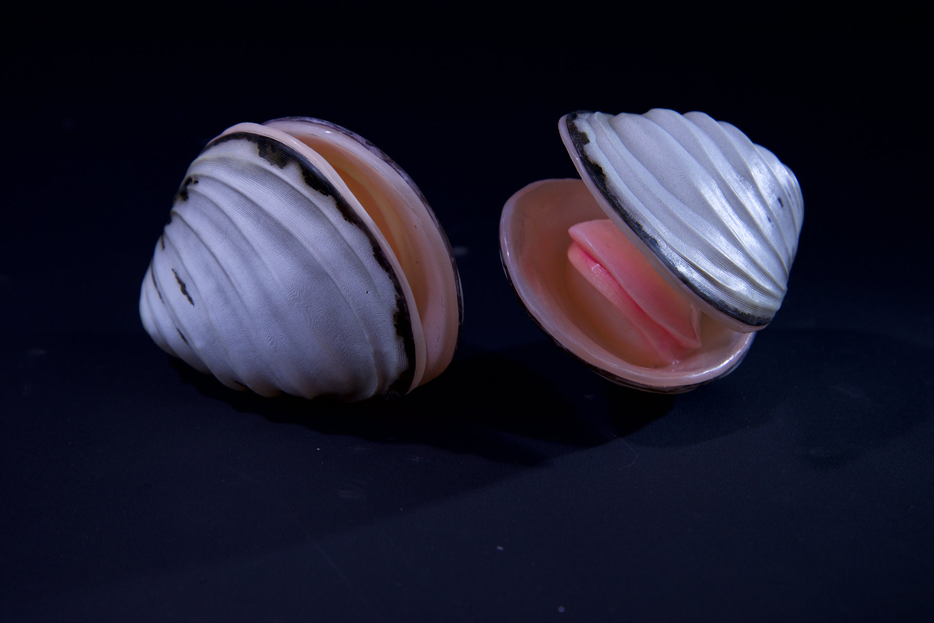 Muscheln • Sea shells  Hyotissa semiplana •  Inoceramus sp. • Neithea sp. • Pinna decussata • Pycnodonte vesiculares • Spondylus sp. • natural size 