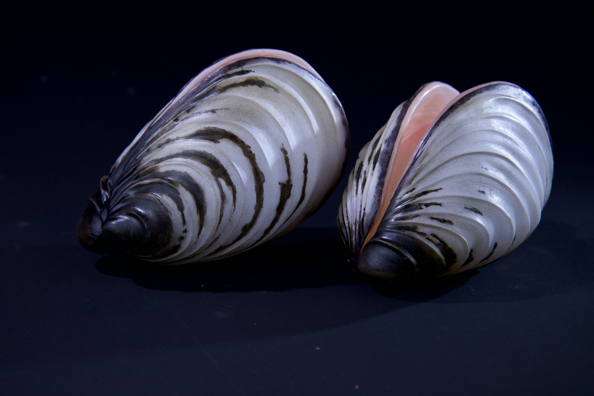 Muscheln • Sea shells  Hyotissa semiplana •  Inoceramus sp. • Neithea sp. • Pinna decussata • Pycnodonte vesiculares • Spondylus sp. • natural size 