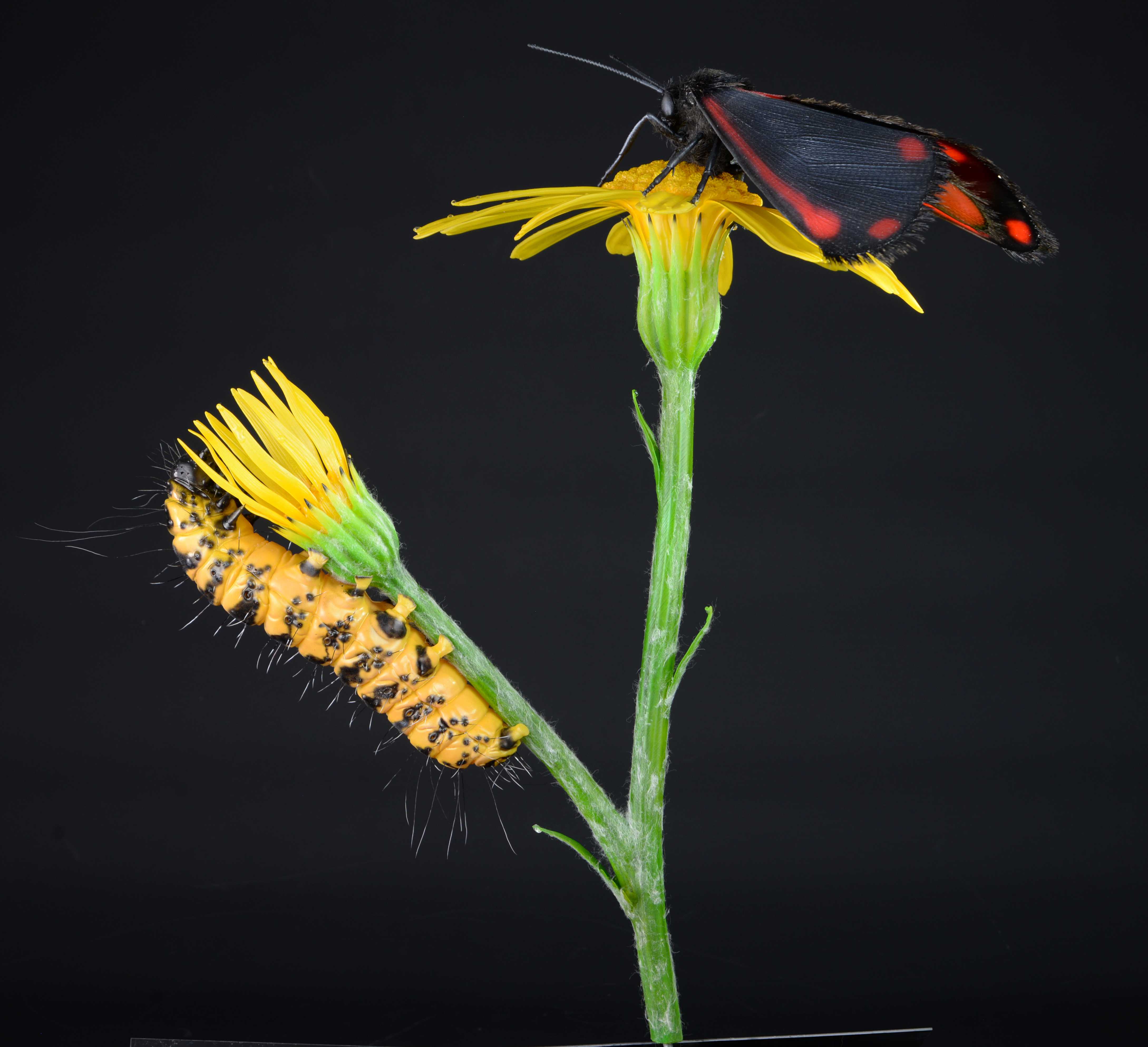Jakobskrautbär mit Raupe auf Jakobskraut • Cinnabar moth with catapillar on &nbsp;ragwort • Tyria jacobaeae - 55 cm 