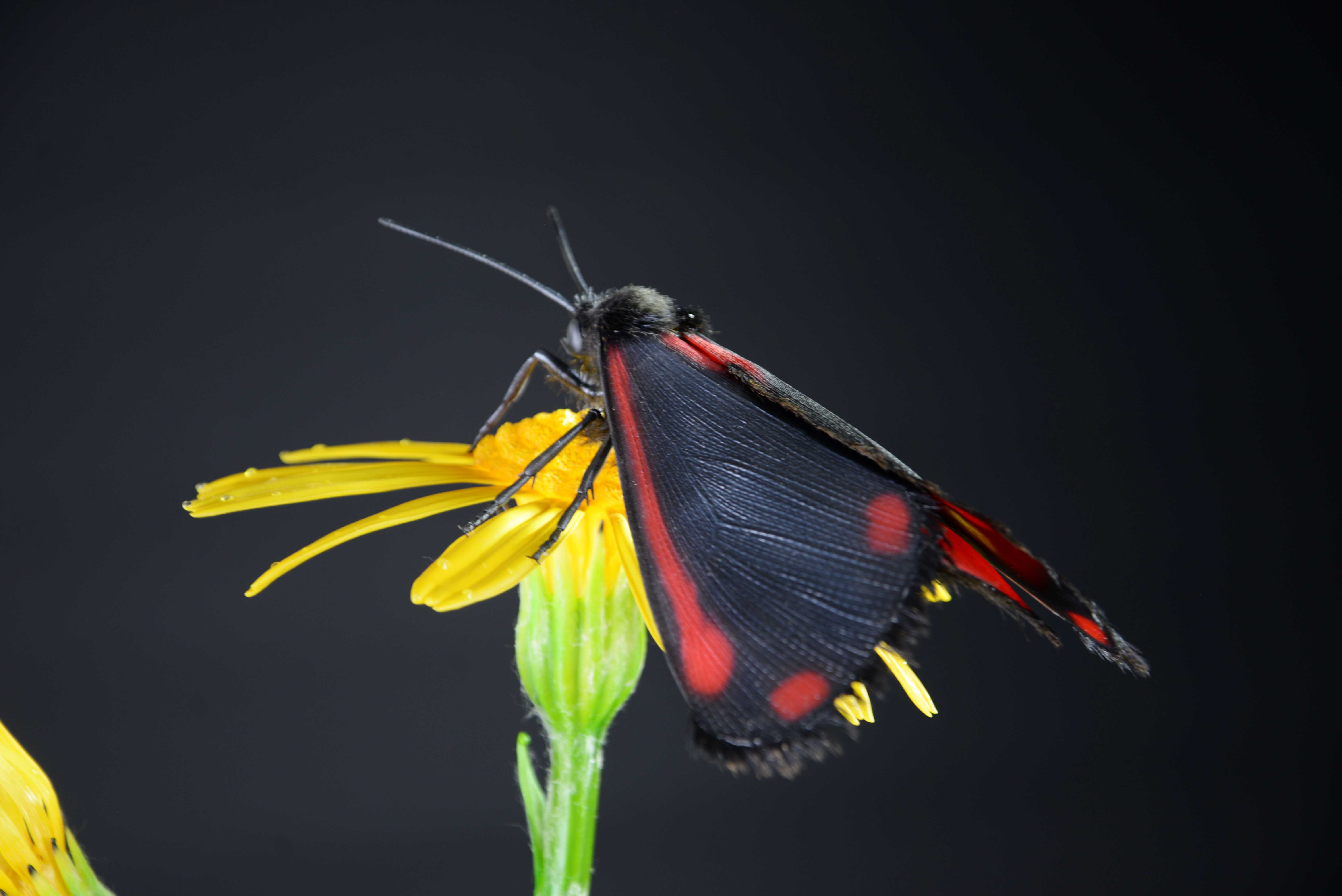 Jakobskrautbär mit Raupe auf Jakobskraut • Cinnabar moth with catapillar on &nbsp;ragwort • Tyria jacobaeae - 55 cm 