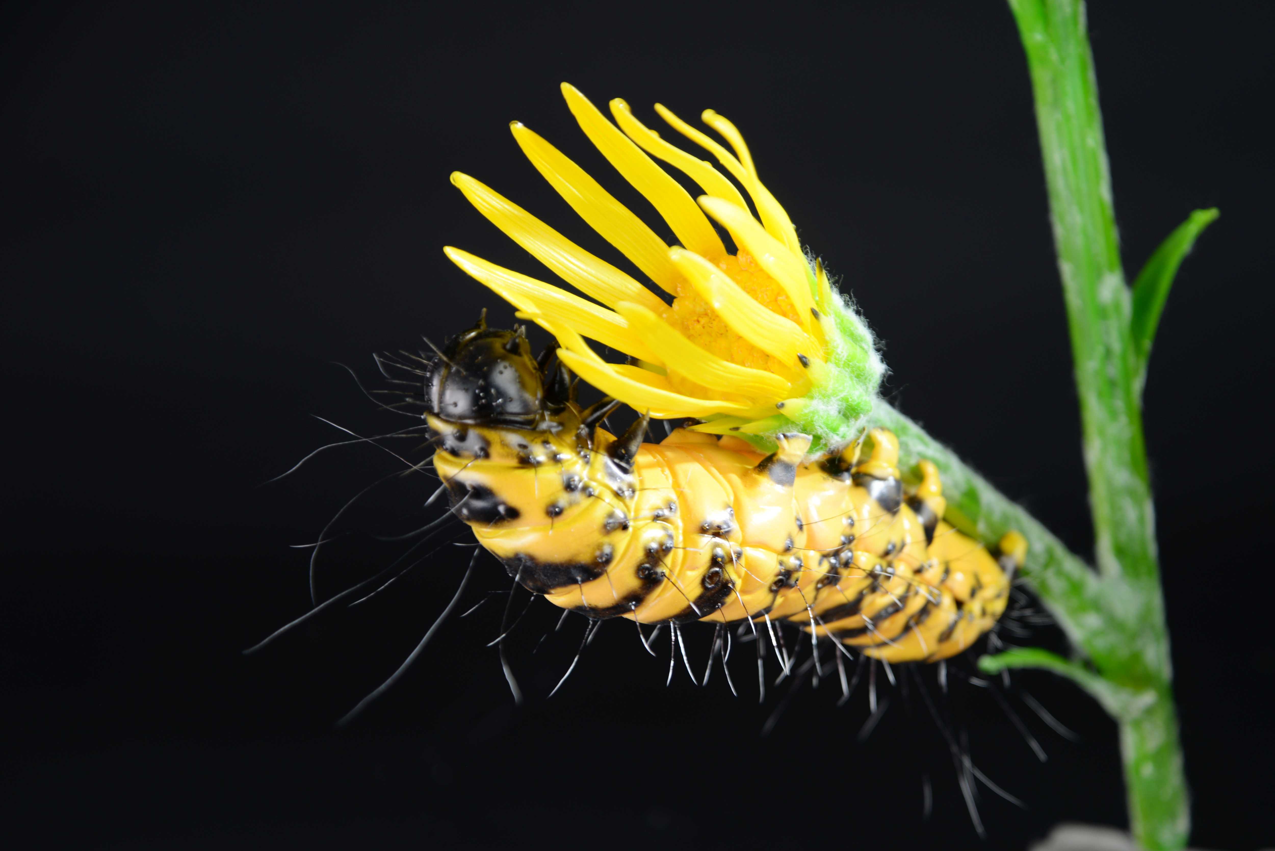Jakobskrautbär mit Raupe auf Jakobskraut • Cinnabar moth with catapillar on &nbsp;ragwort • Tyria jacobaeae - 55 cm 