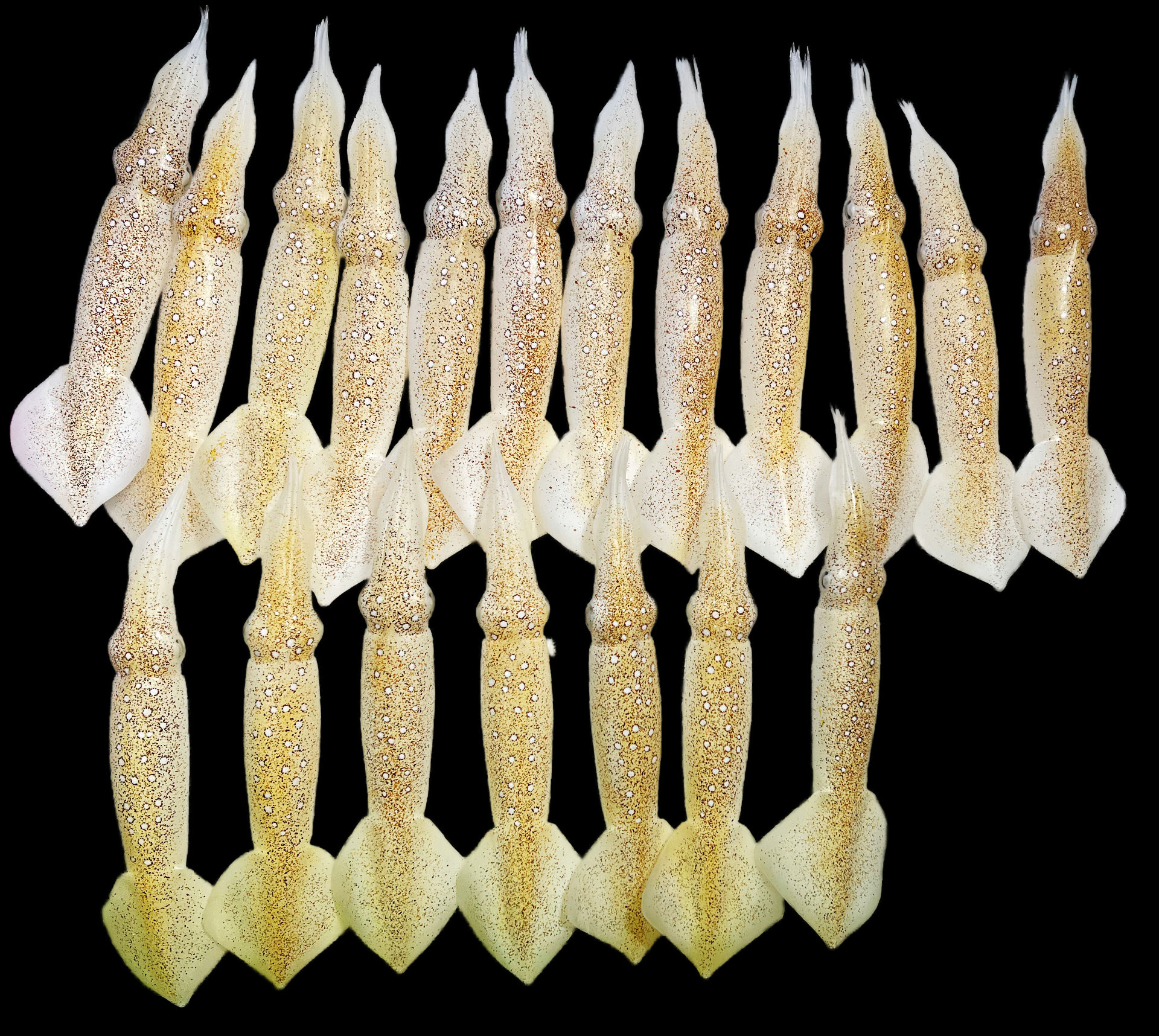 Kalmarschwarm • Squids • Doryteuthis gahi &nbsp;- 35 cm 