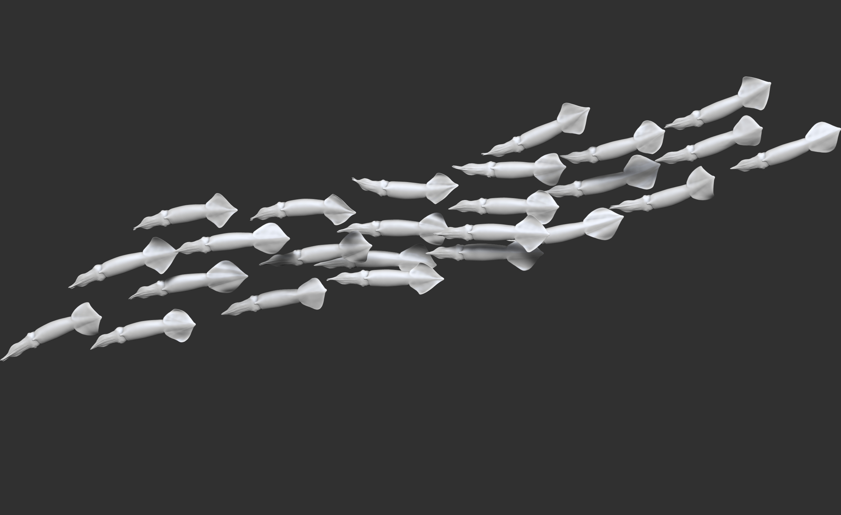 Kalmarschwarm • Squids • Doryteuthis gahi &nbsp;- 35 cm 