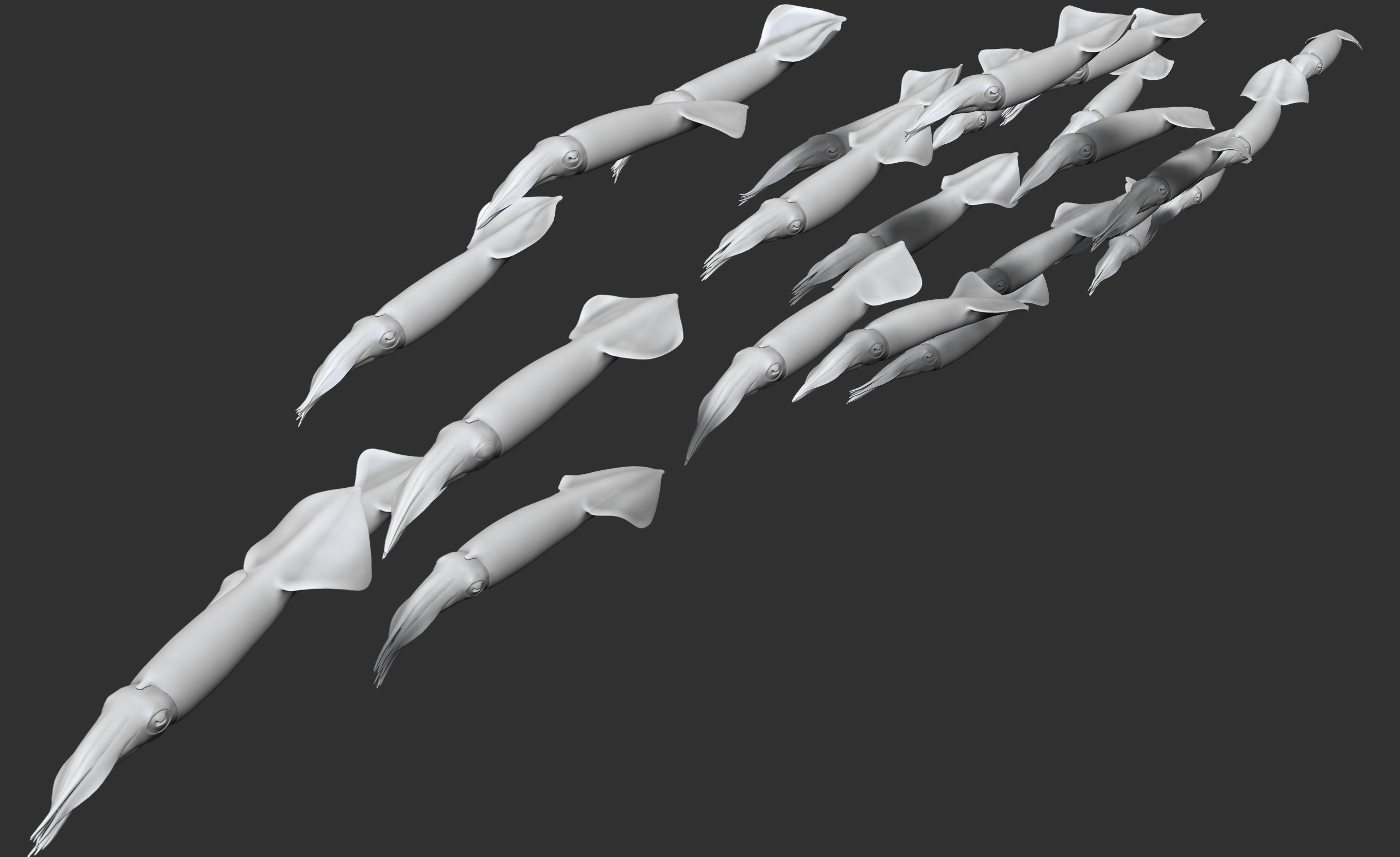 Kalmarschwarm • Squids • Doryteuthis gahi &nbsp;- 35 cm 