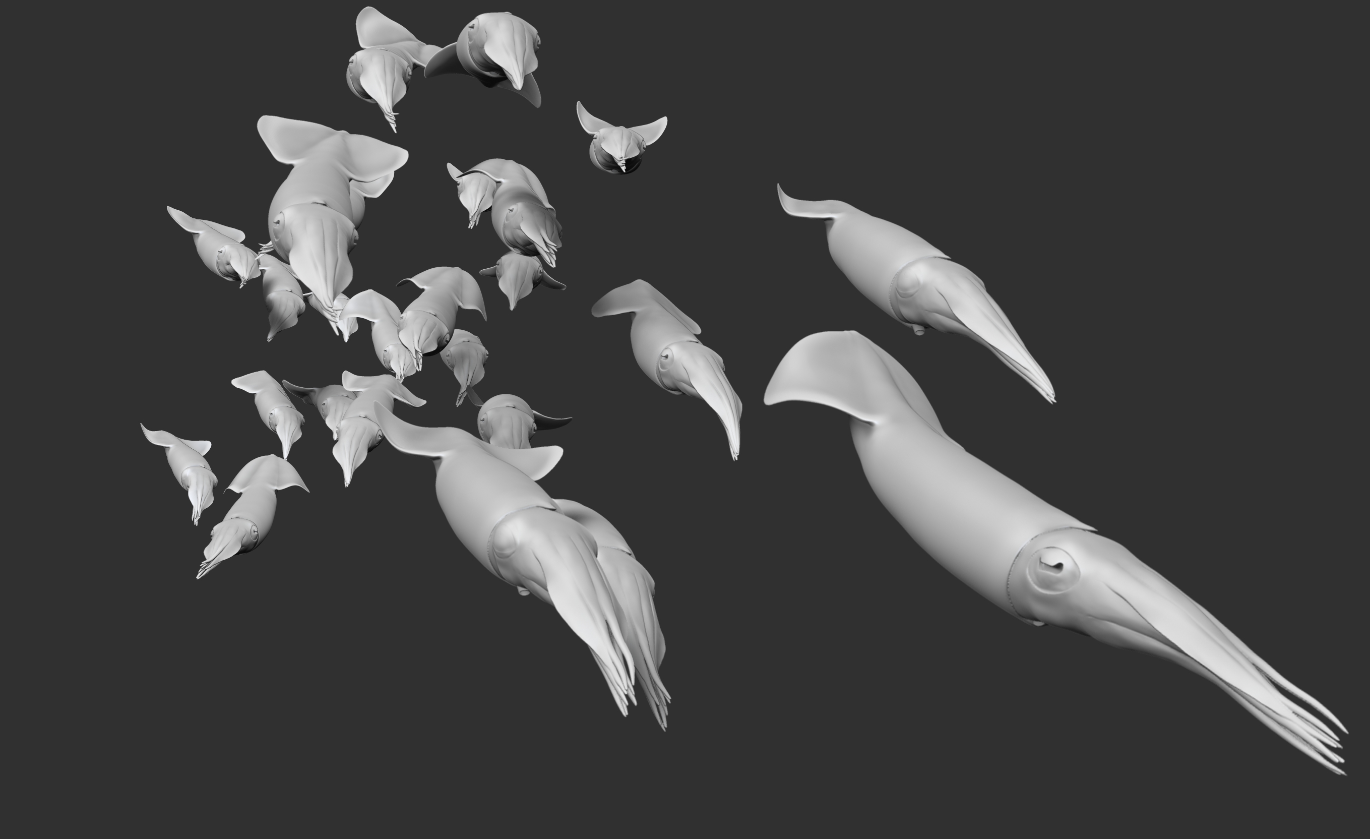 Kalmarschwarm • Squids • Doryteuthis gahi &nbsp;- 35 cm 