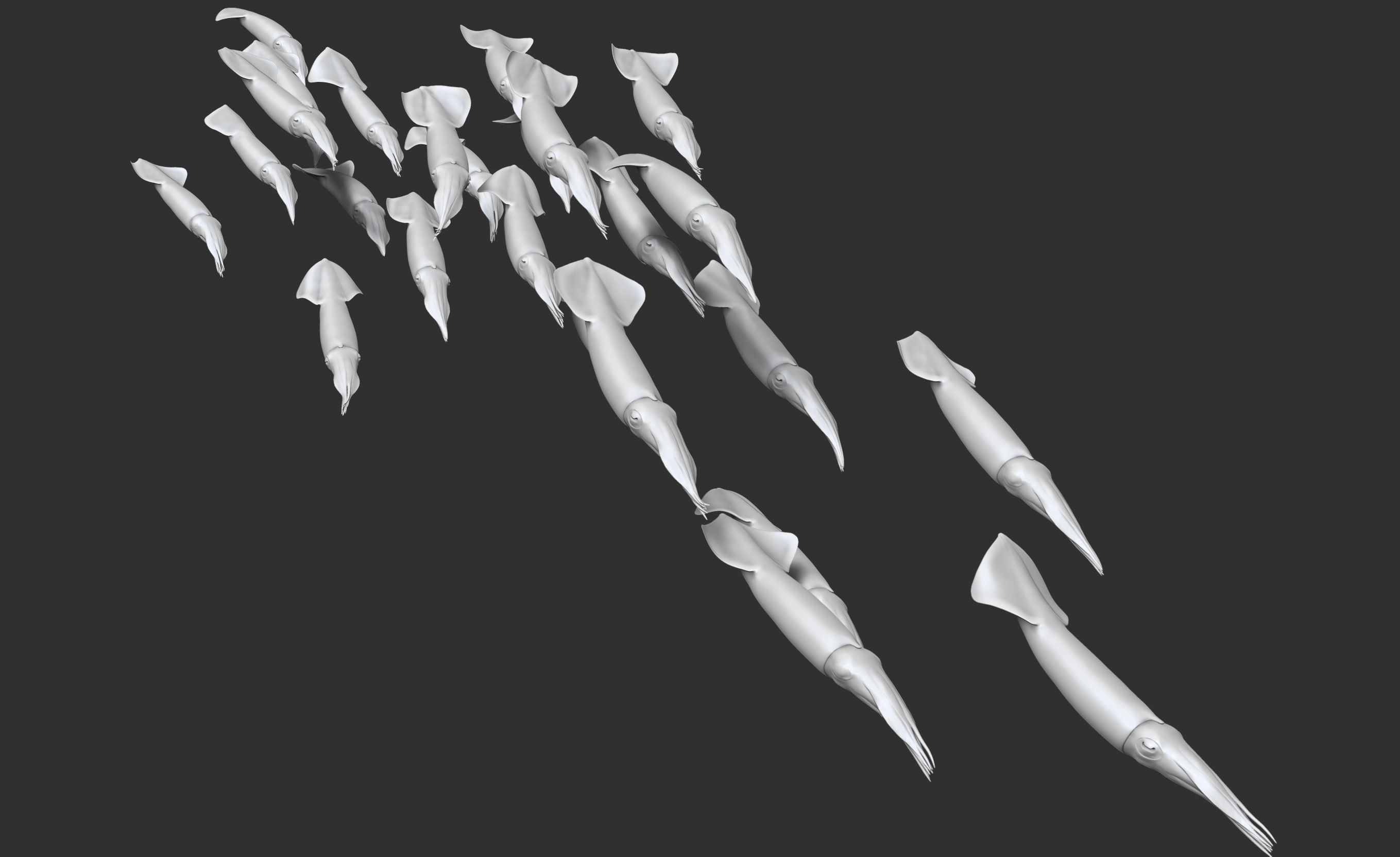 Kalmarschwarm • Squids • Doryteuthis gahi &nbsp;- 35 cm 