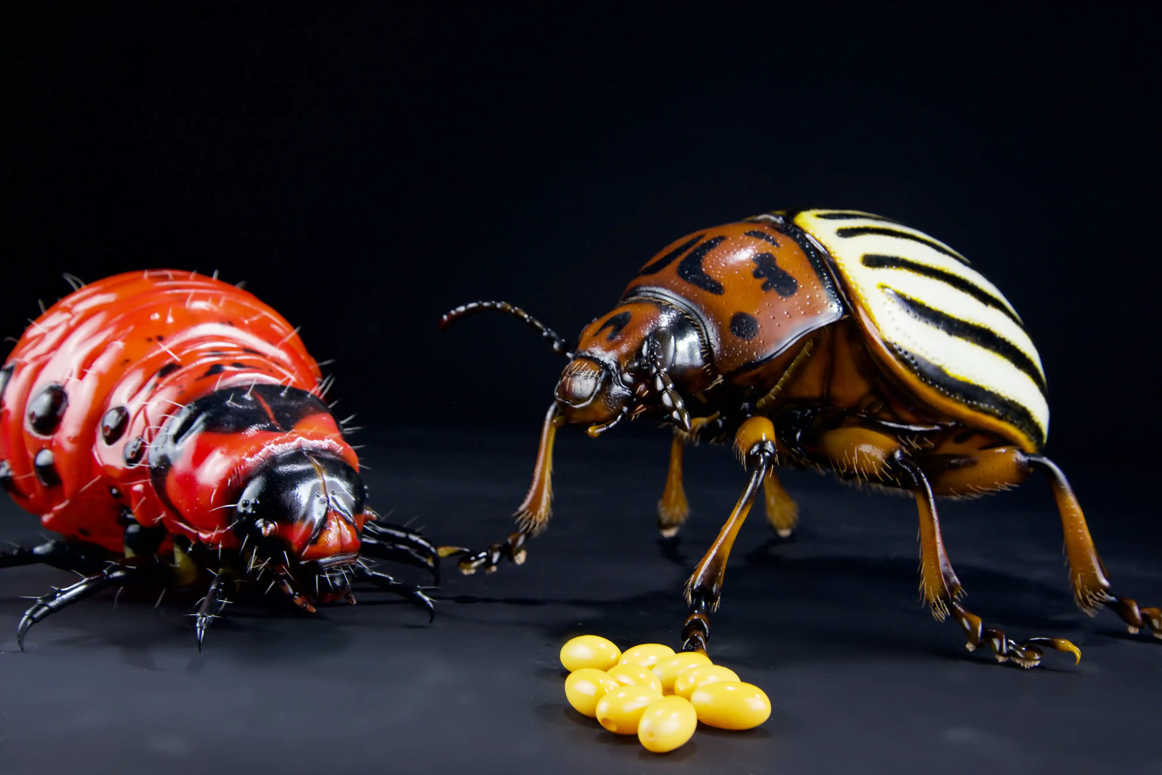 Keulhornbiene Ceratina chalybea,  small carpenter bee, ca. 50 cm 