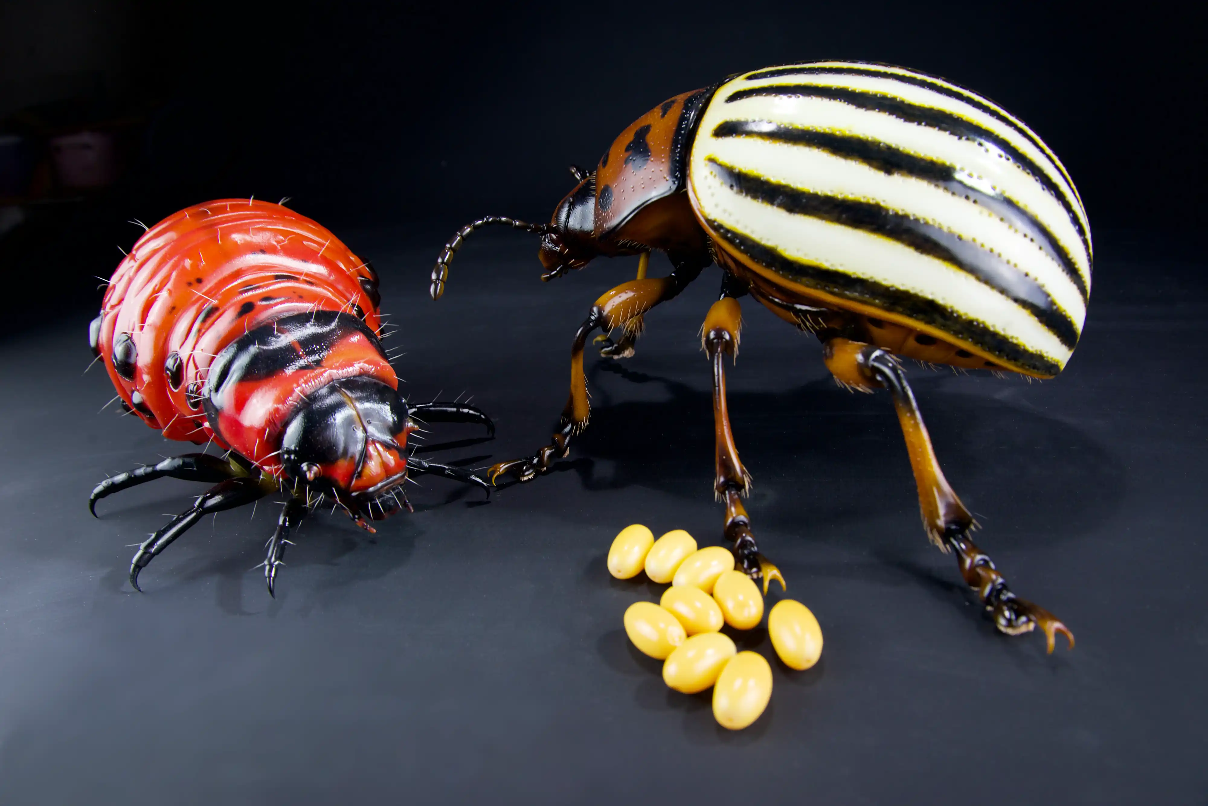 Keulhornbiene Ceratina chalybea,  small carpenter bee, ca. 50 cm 
