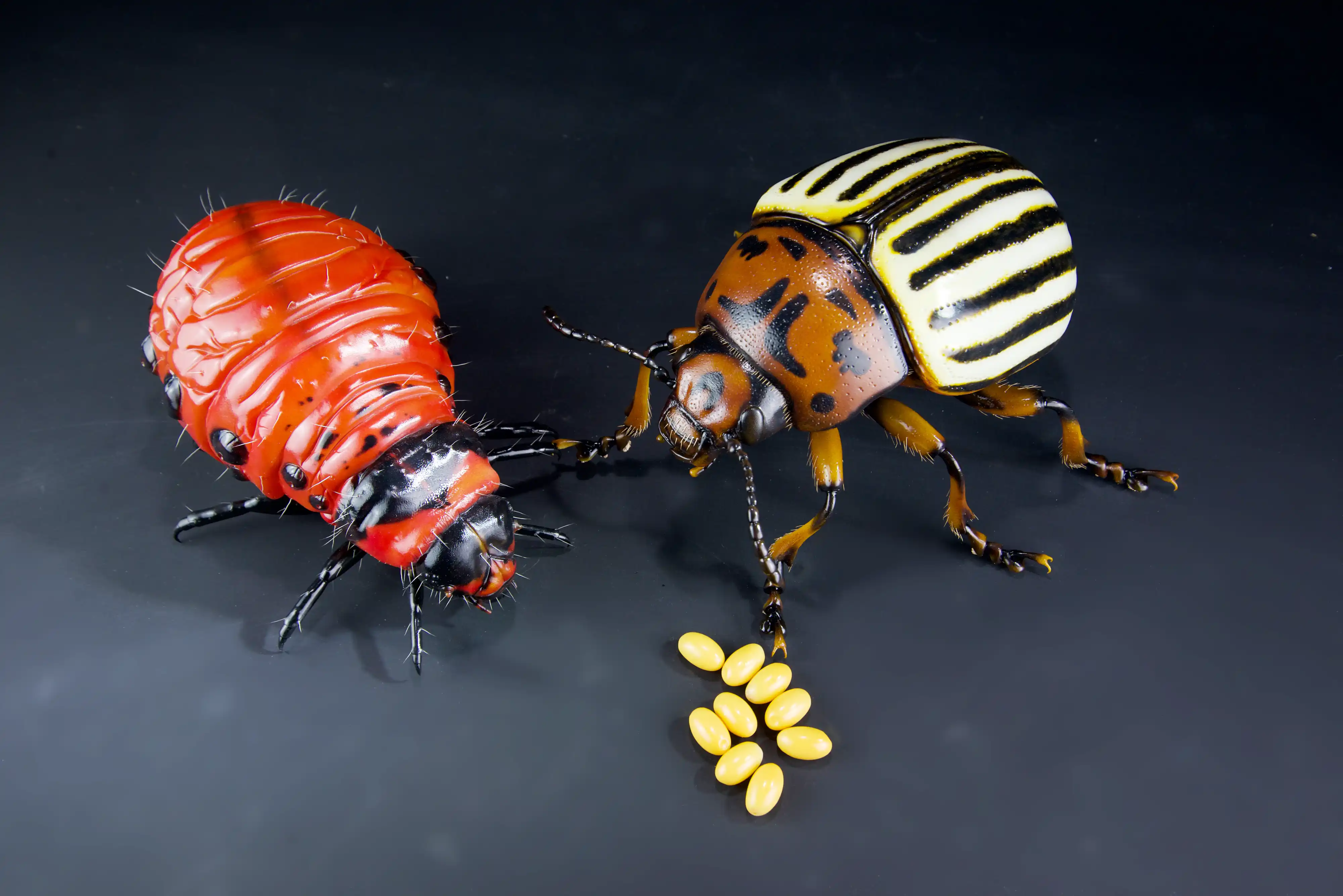 Keulhornbiene Ceratina chalybea,  small carpenter bee, ca. 50 cm 