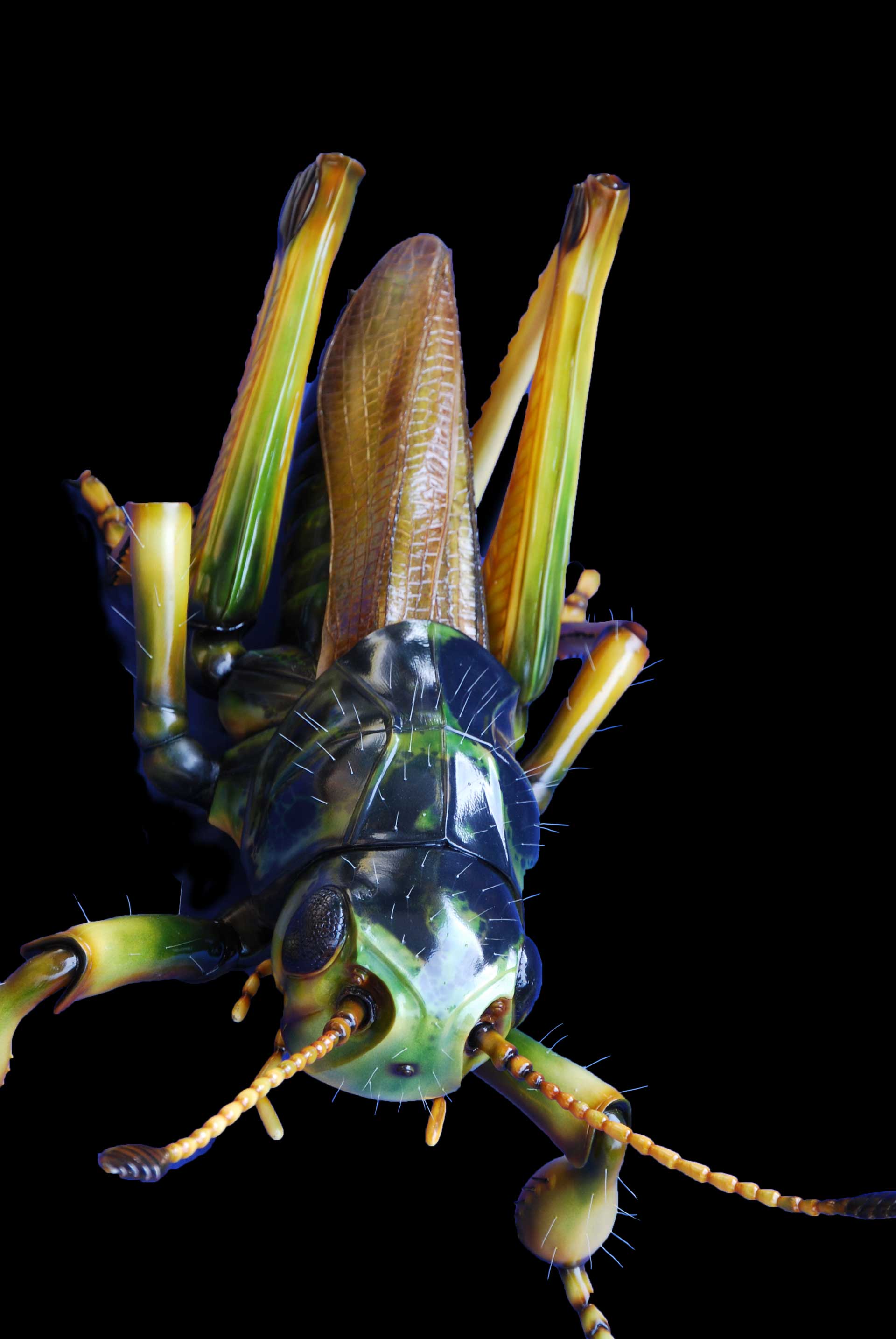 Sibirische Keulenheuschrecke • Gomphocerus sibiricus • Gomphocerus sibiricus - 70 cm 