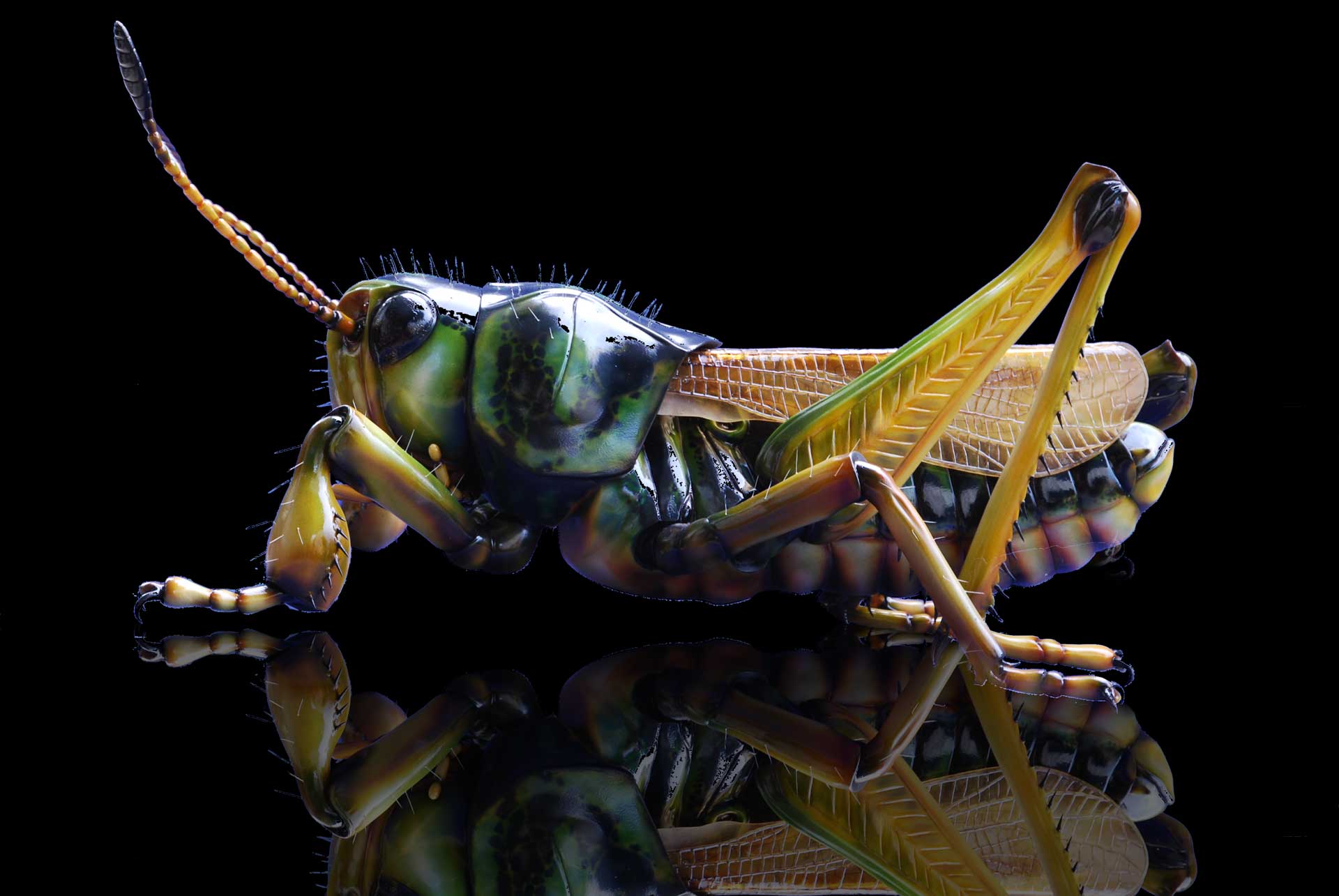 Sibirische Keulenheuschrecke • Gomphocerus sibiricus • Gomphocerus sibiricus - 70 cm 