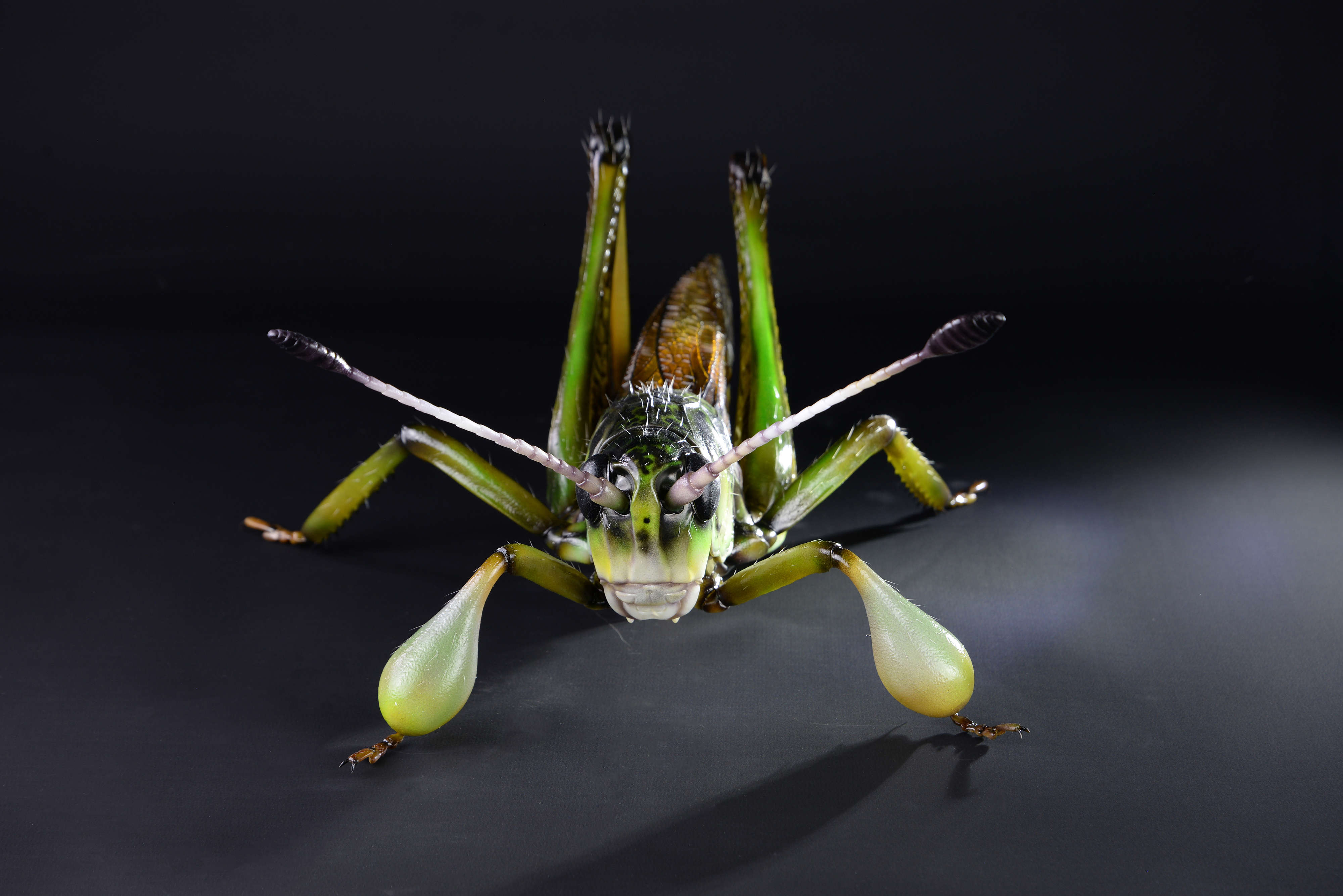 Sibirische Keulenheuschrecke • Gomphocerus sibiricus • Gomphocerus sibiricus - 70 cm 