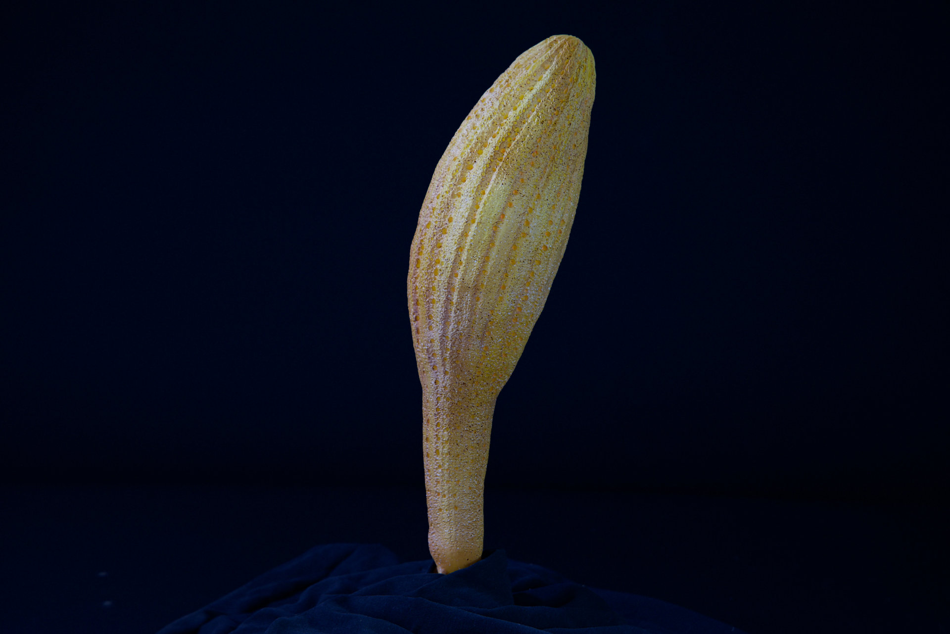 Schwämme • Sponge • Aulaxiana - 30 cm • Plinthosella squamosa • Ventriculites radiatus • all natural size