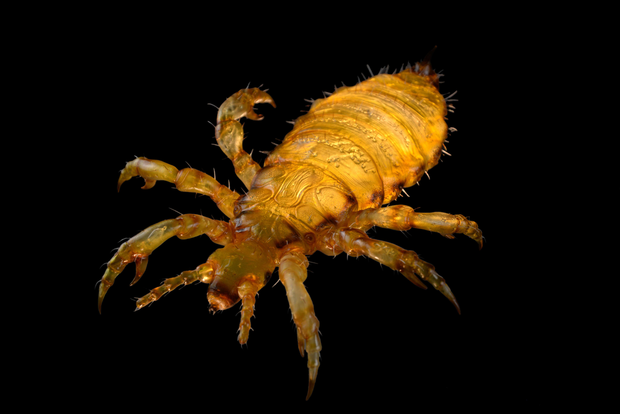 Kopflaus • Head louse • Pediculus humanus capitis - 60 cm 