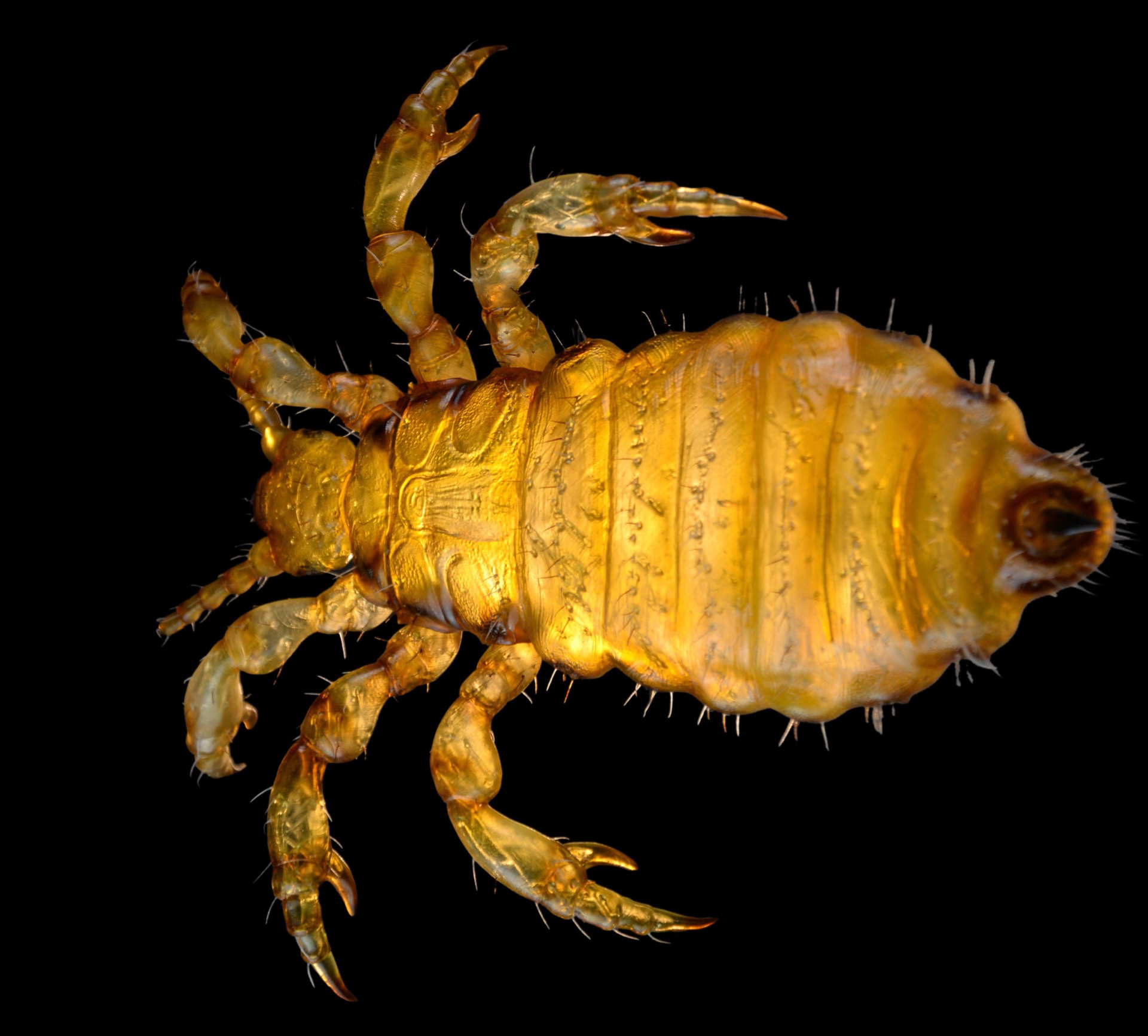 Kopflaus • Head louse • Pediculus humanus capitis - 60 cm 