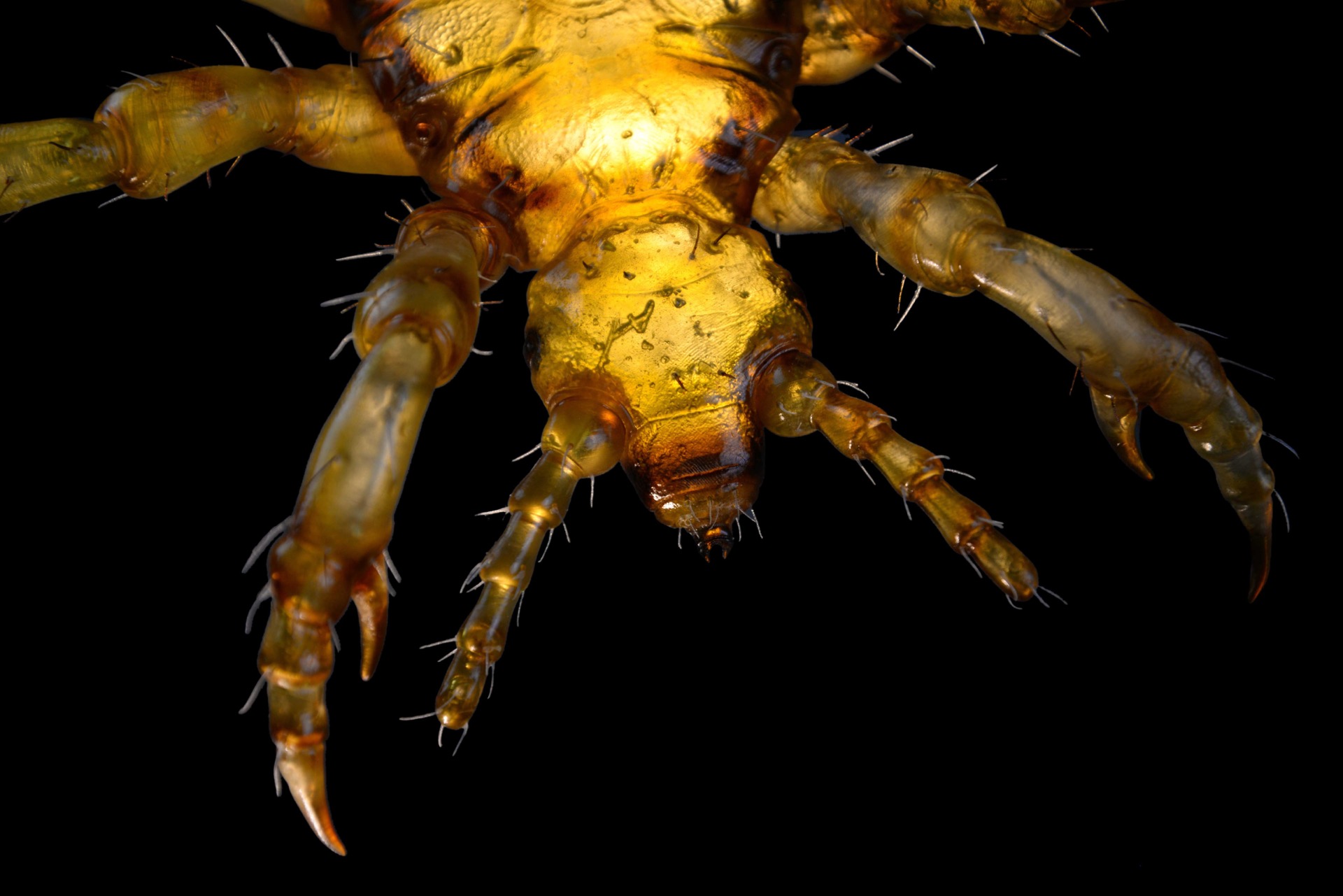 Kopflaus • Head louse • Pediculus humanus capitis - 60 cm 