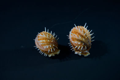 Muschel • Sea shell • Hyotissa semiplana • natural size