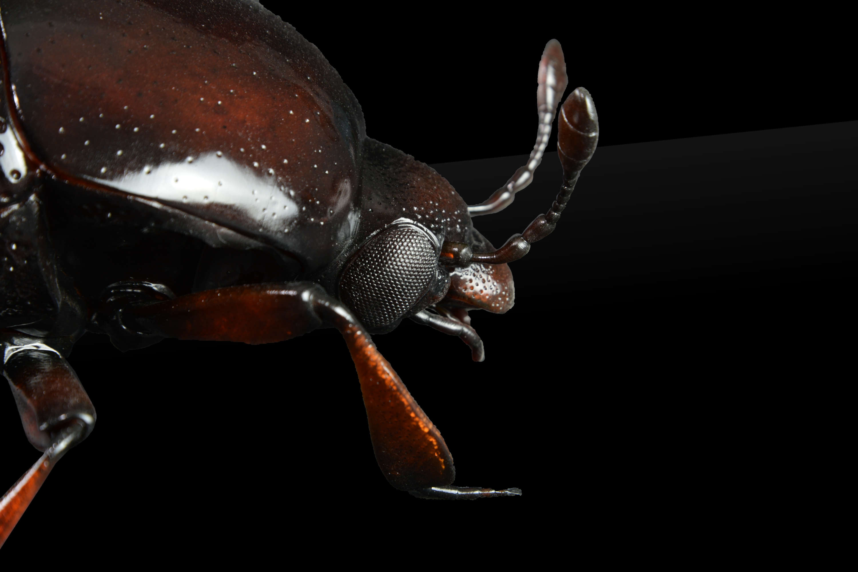 Kugelstutzkaefer Abraeus_parvulus2