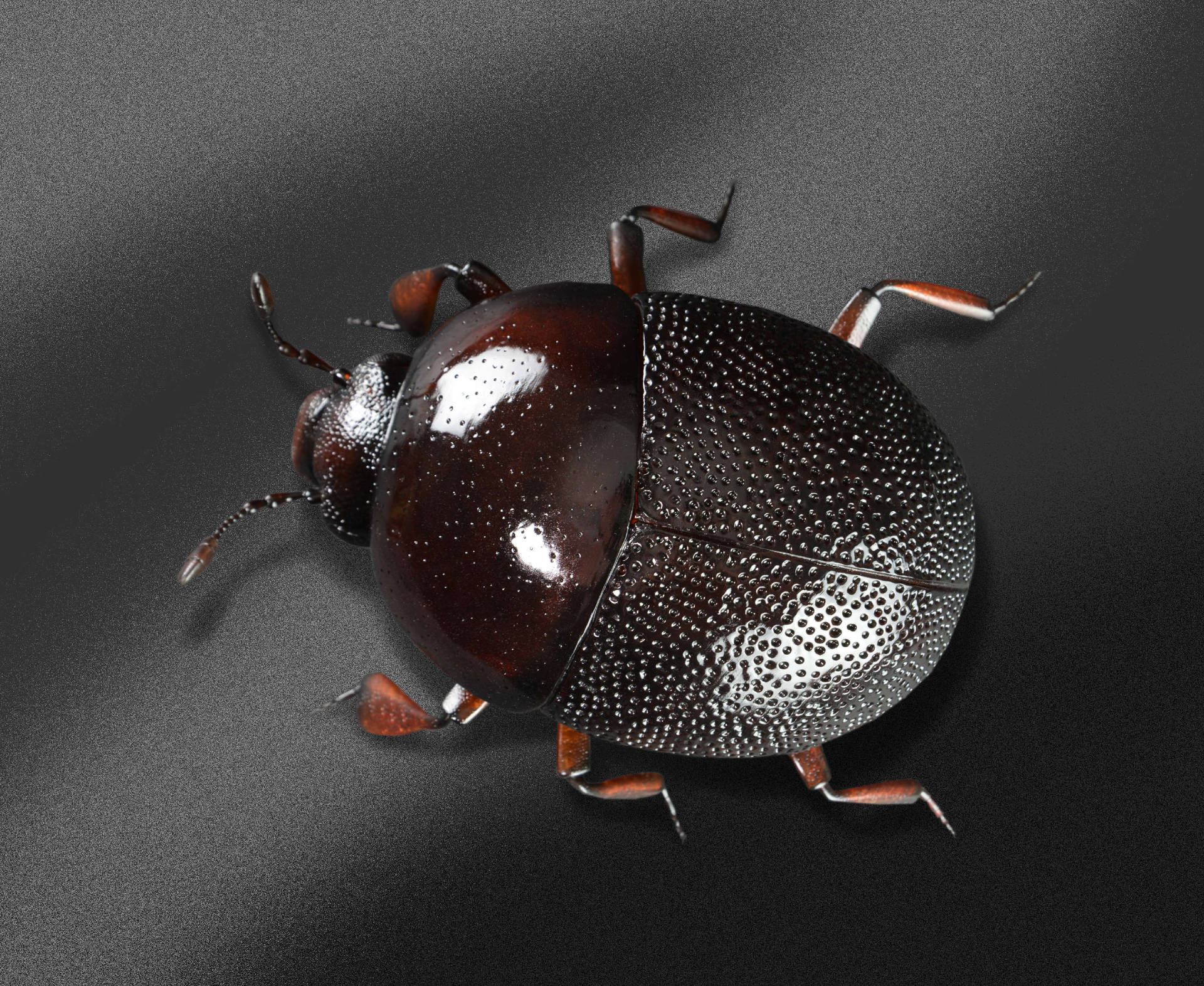 Kugelstutzkäfer • Clown beetle • Abraeus parvulus&nbsp; - 35 cm 