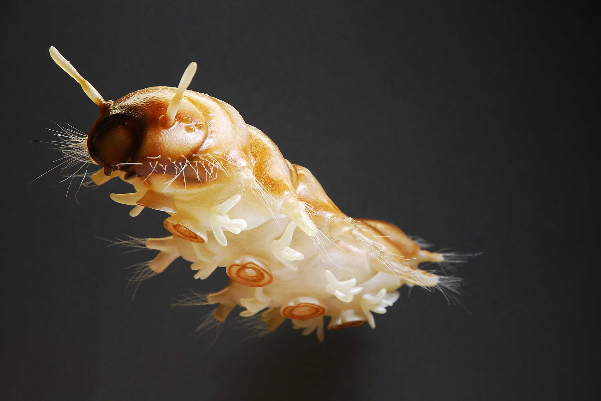 Lidmücke Larve • Net-winged midges • Blephariceridae - 35 cm 