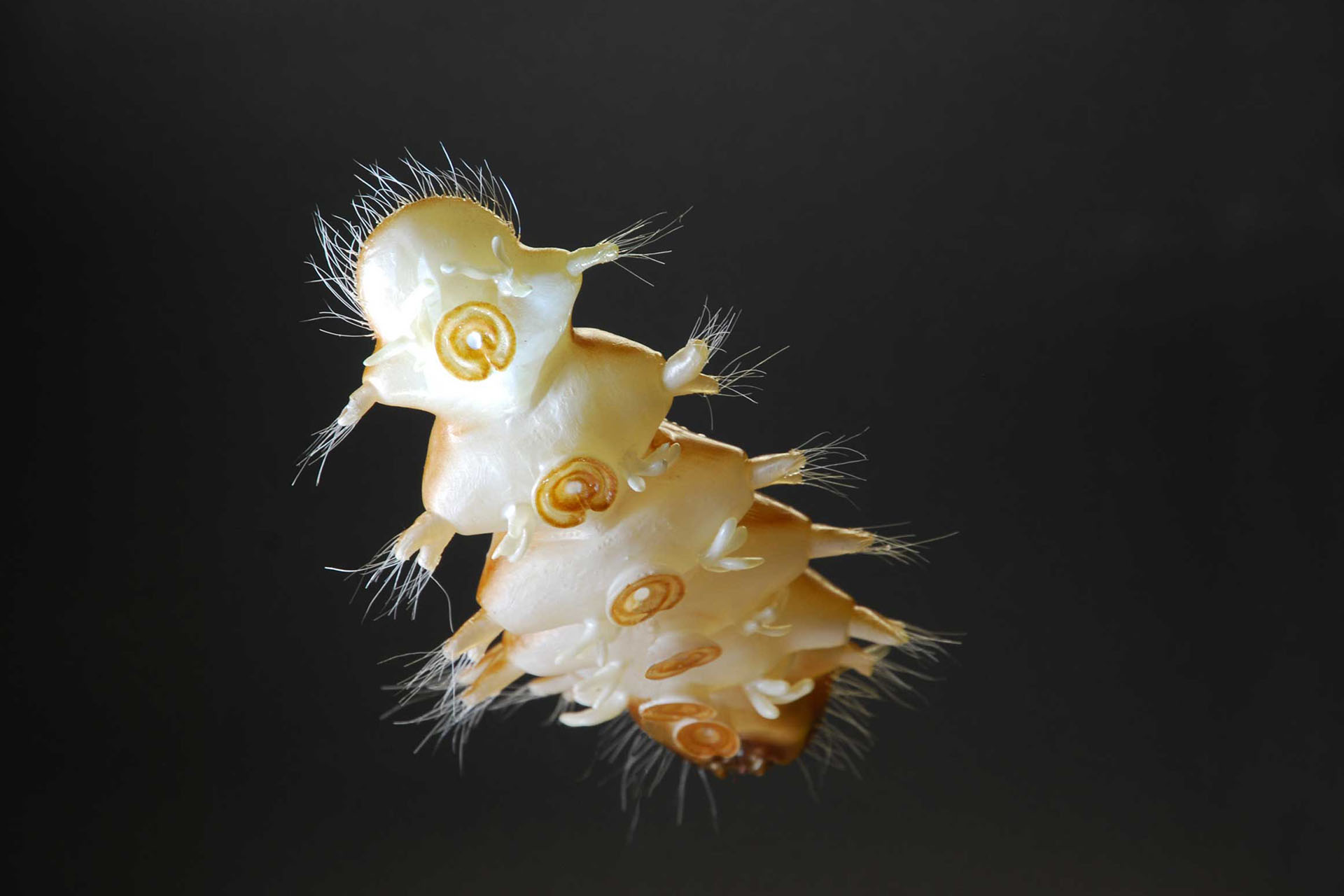 Lidmücke Larve • Net-winged midges • Blephariceridae - 35 cm 