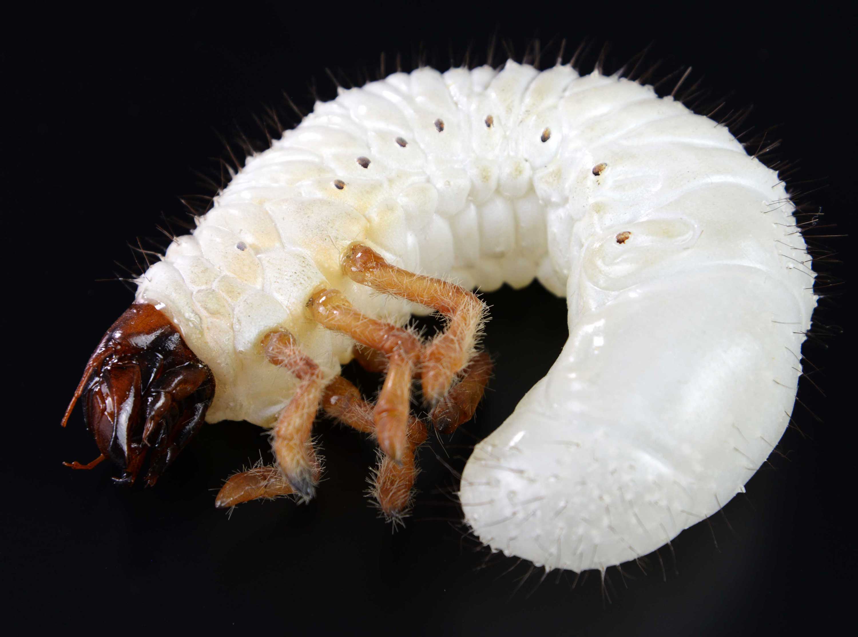 Insektenmodell,Engerling,des,Maikäfer,Larvae,of,a,scarab,beetle,Melolontha,25,cm