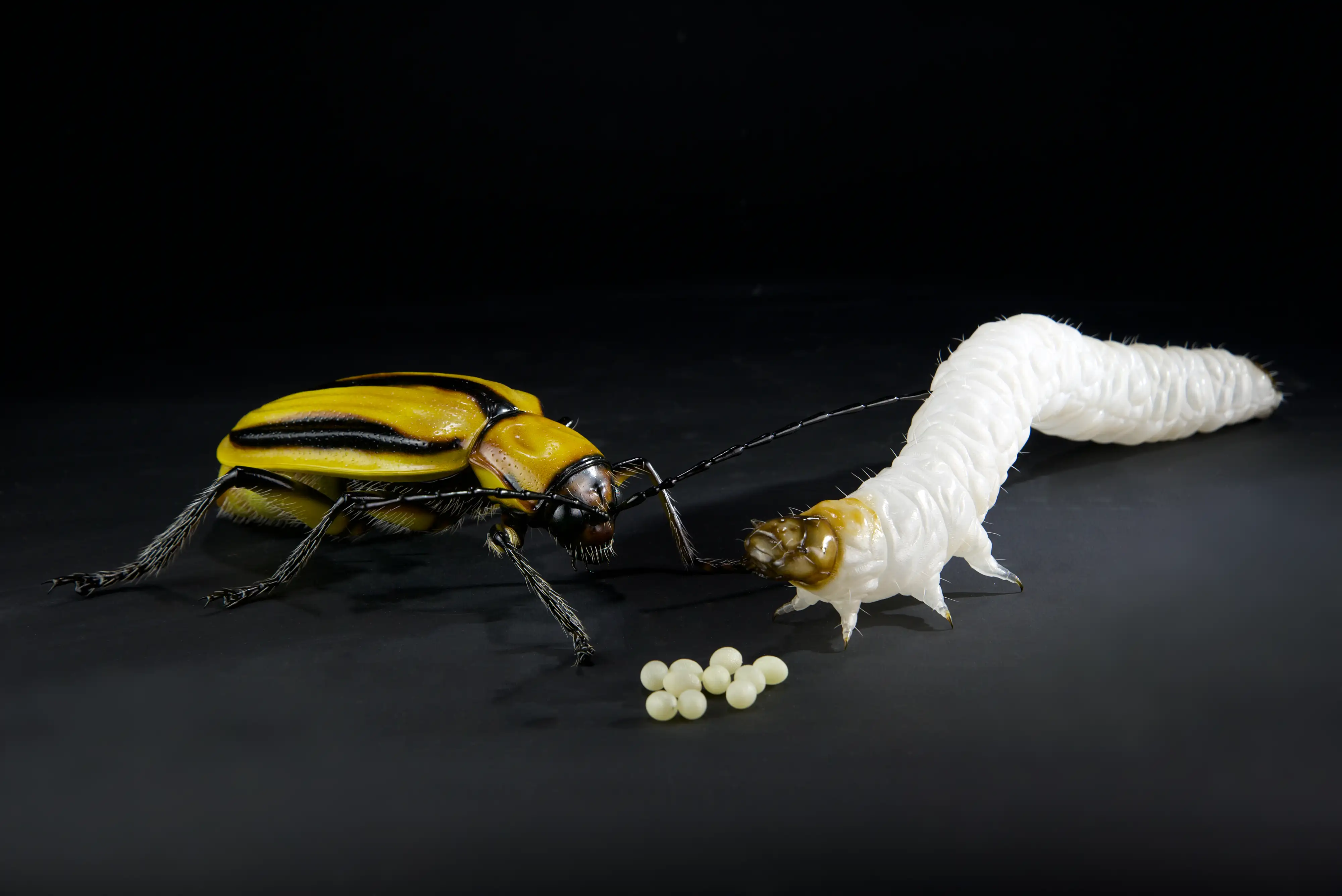 Keulhornbiene Ceratina chalybea,  small carpenter bee, ca. 50 cm 