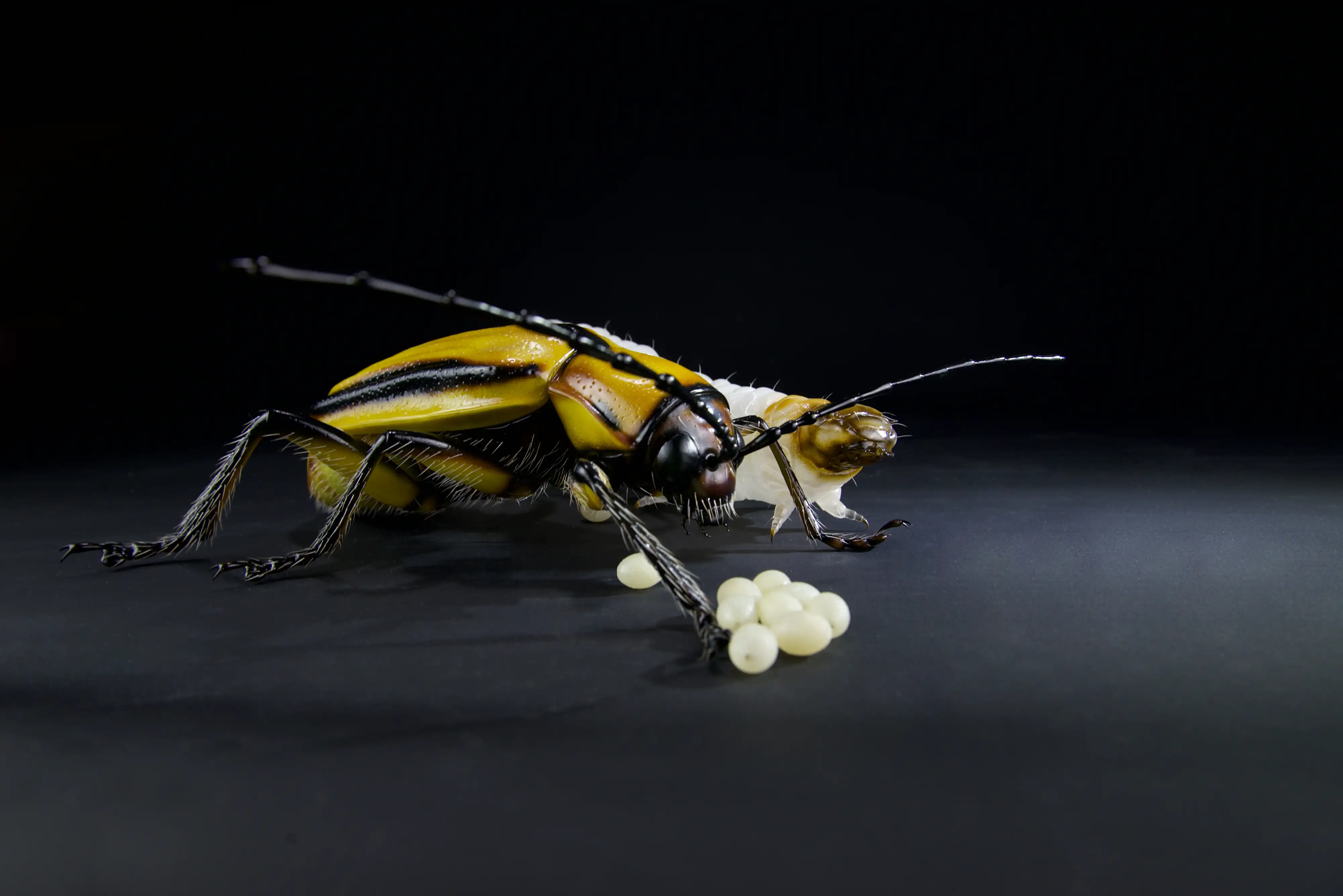 Keulhornbiene Ceratina chalybea,  small carpenter bee, ca. 50 cm 