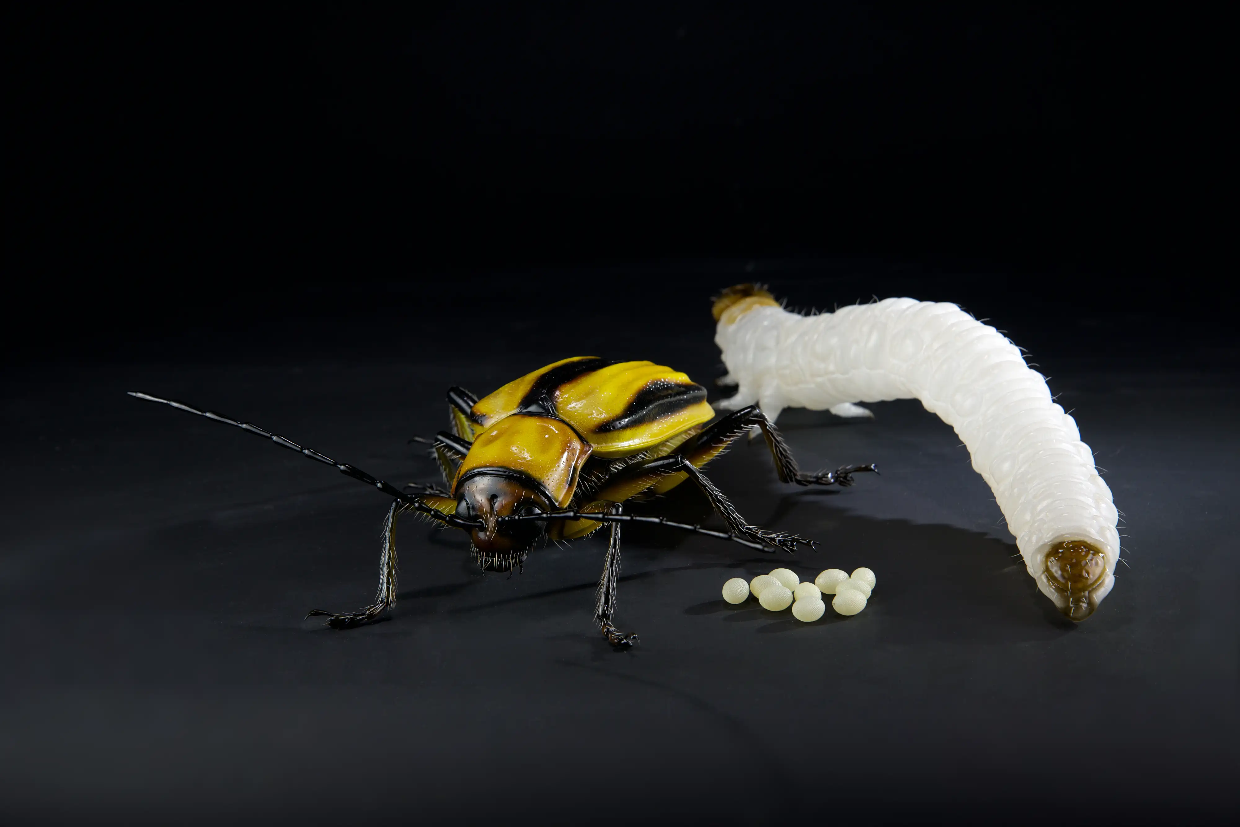 Keulhornbiene Ceratina chalybea,  small carpenter bee, ca. 50 cm 