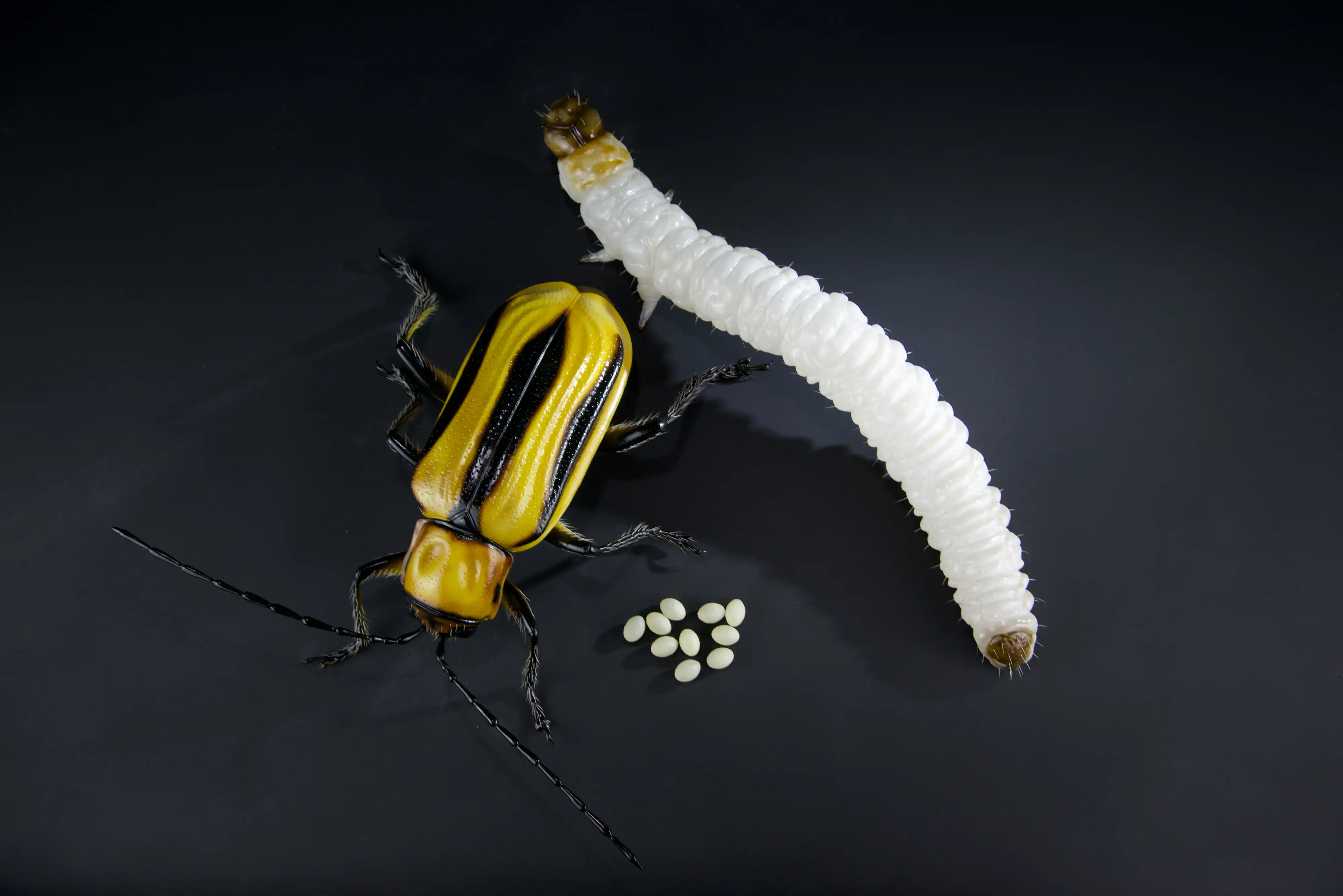 Keulhornbiene Ceratina chalybea,  small carpenter bee, ca. 50 cm 