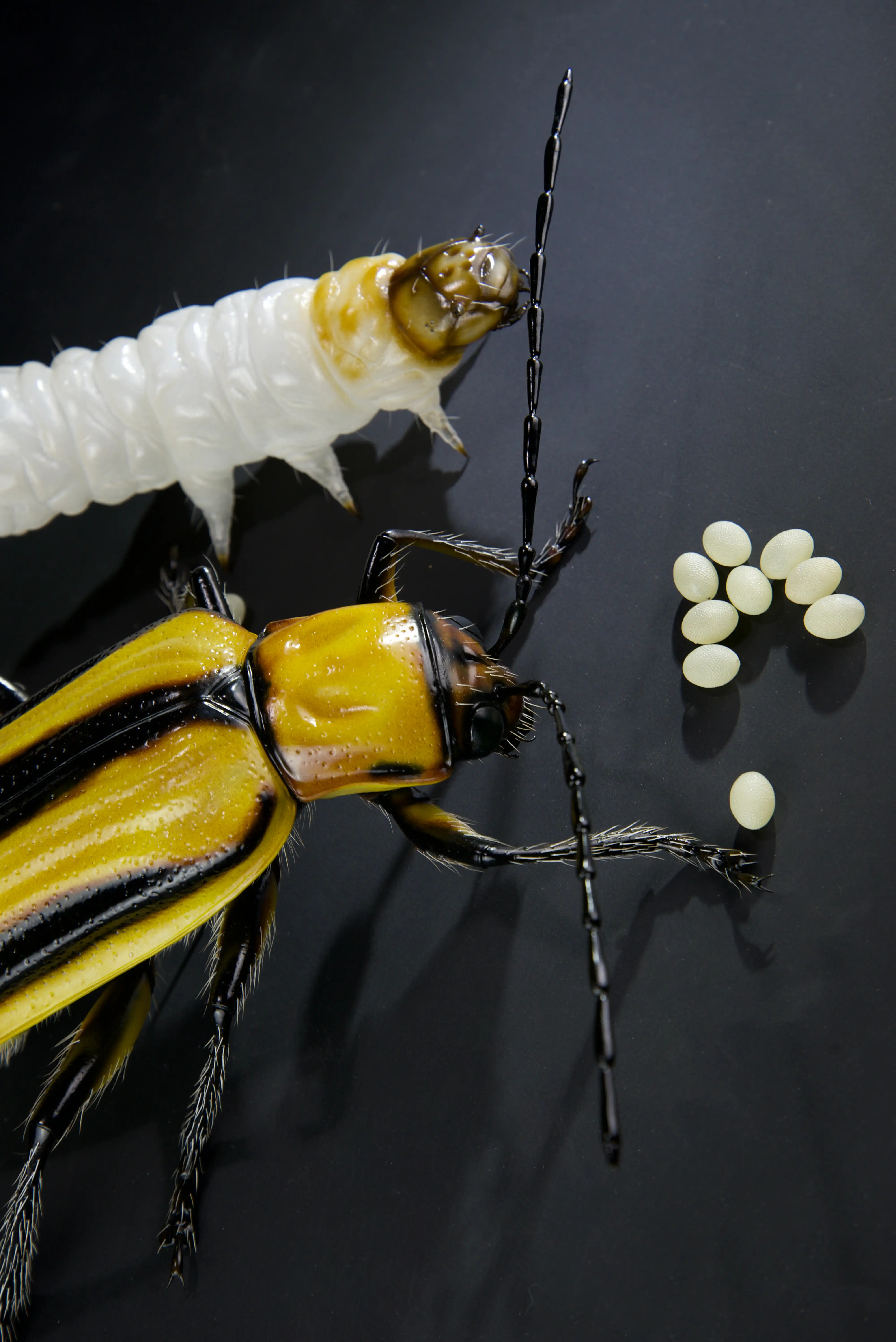Keulhornbiene Ceratina chalybea,  small carpenter bee, ca. 50 cm 
