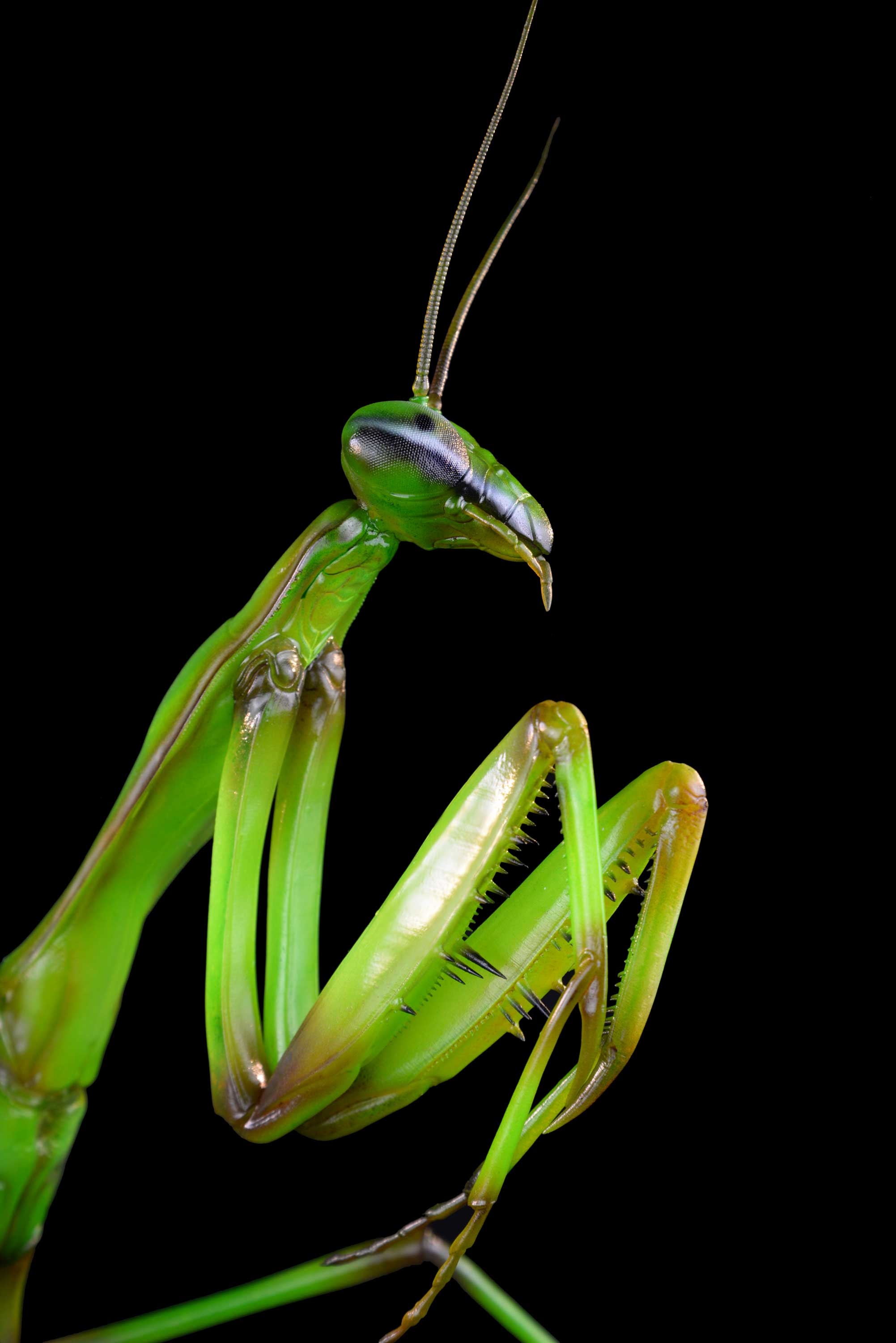 Gottesanbeterin • European mantis • Mantis religiosa - 45 cm 