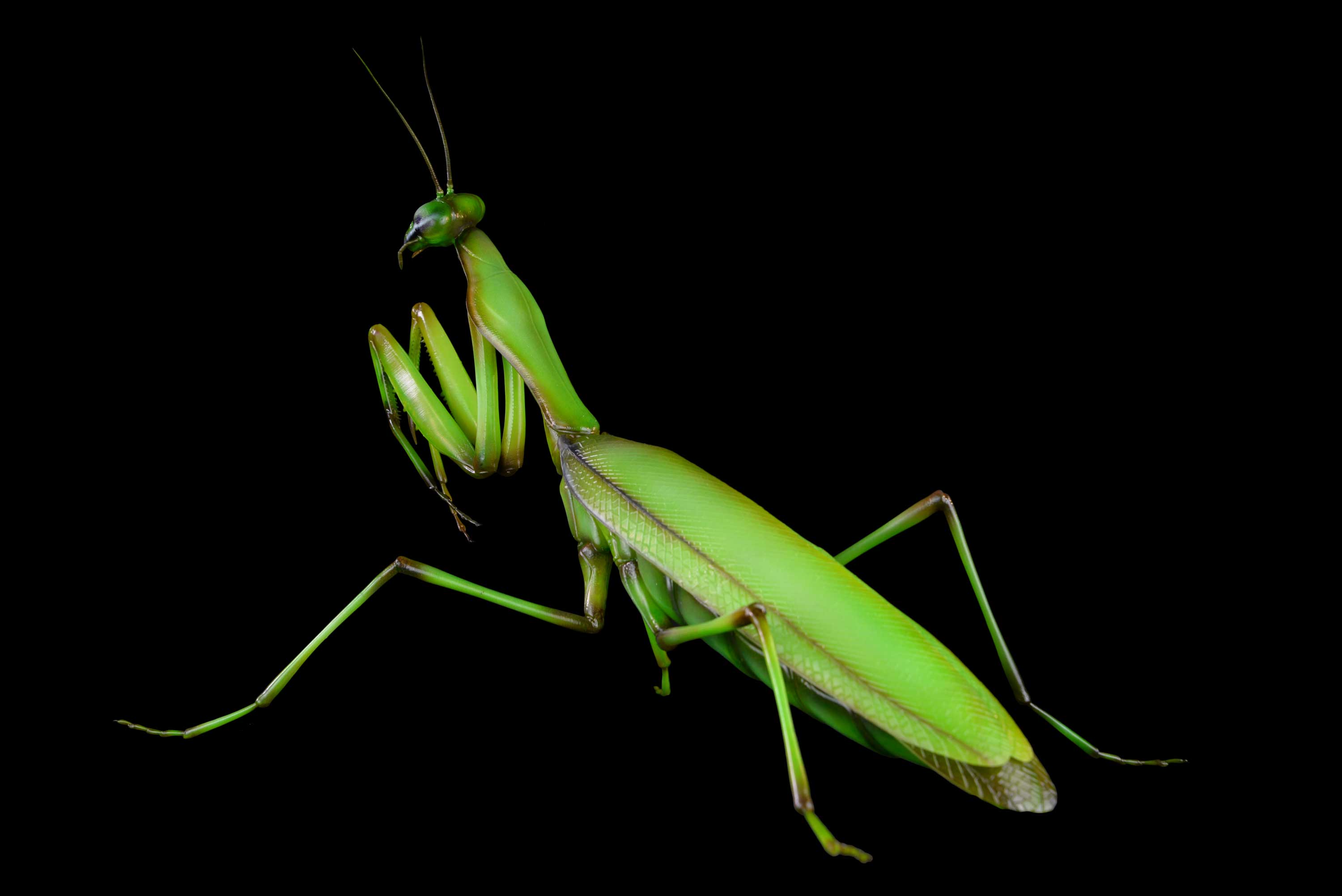 Gottesanbeterin • European mantis • Mantis religiosa - 45 cm 
