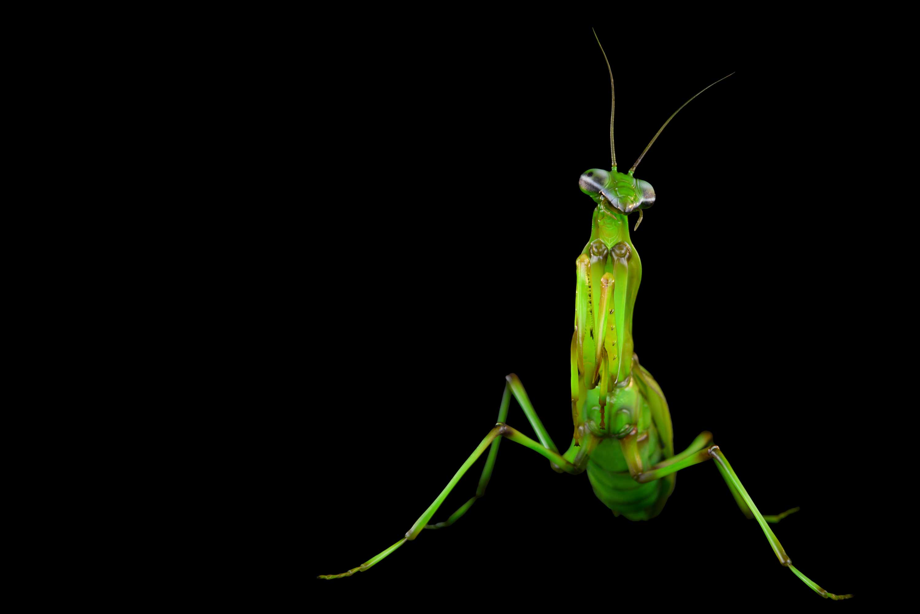 Gottesanbeterin • European mantis • Mantis religiosa - 45 cm 