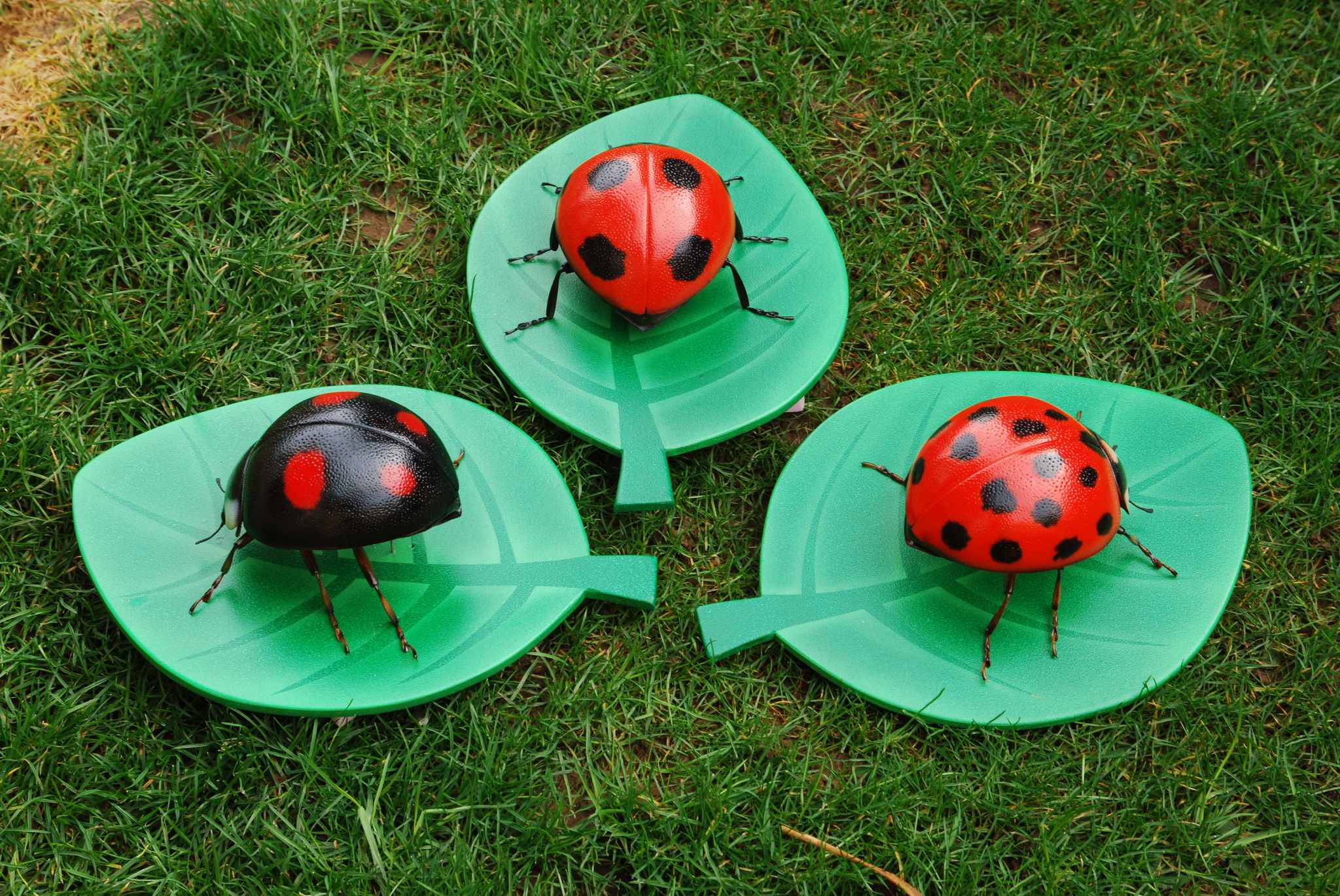 Marienkäfer • Ladybugs • Coccinellidae - 15 cm 