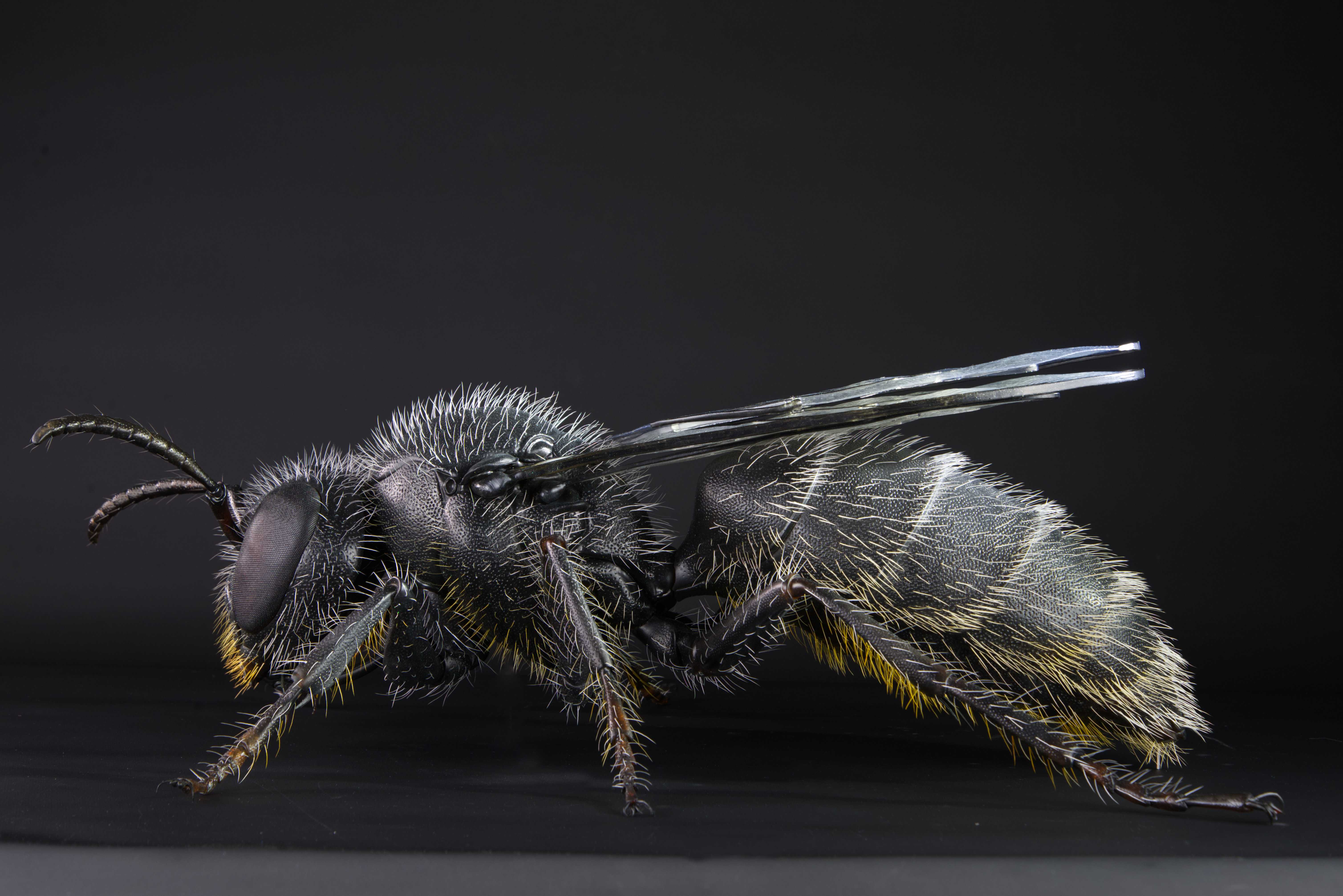 Natternkopf-Mauerbiene • Mason bee • Osmia adunca - 67 cm 