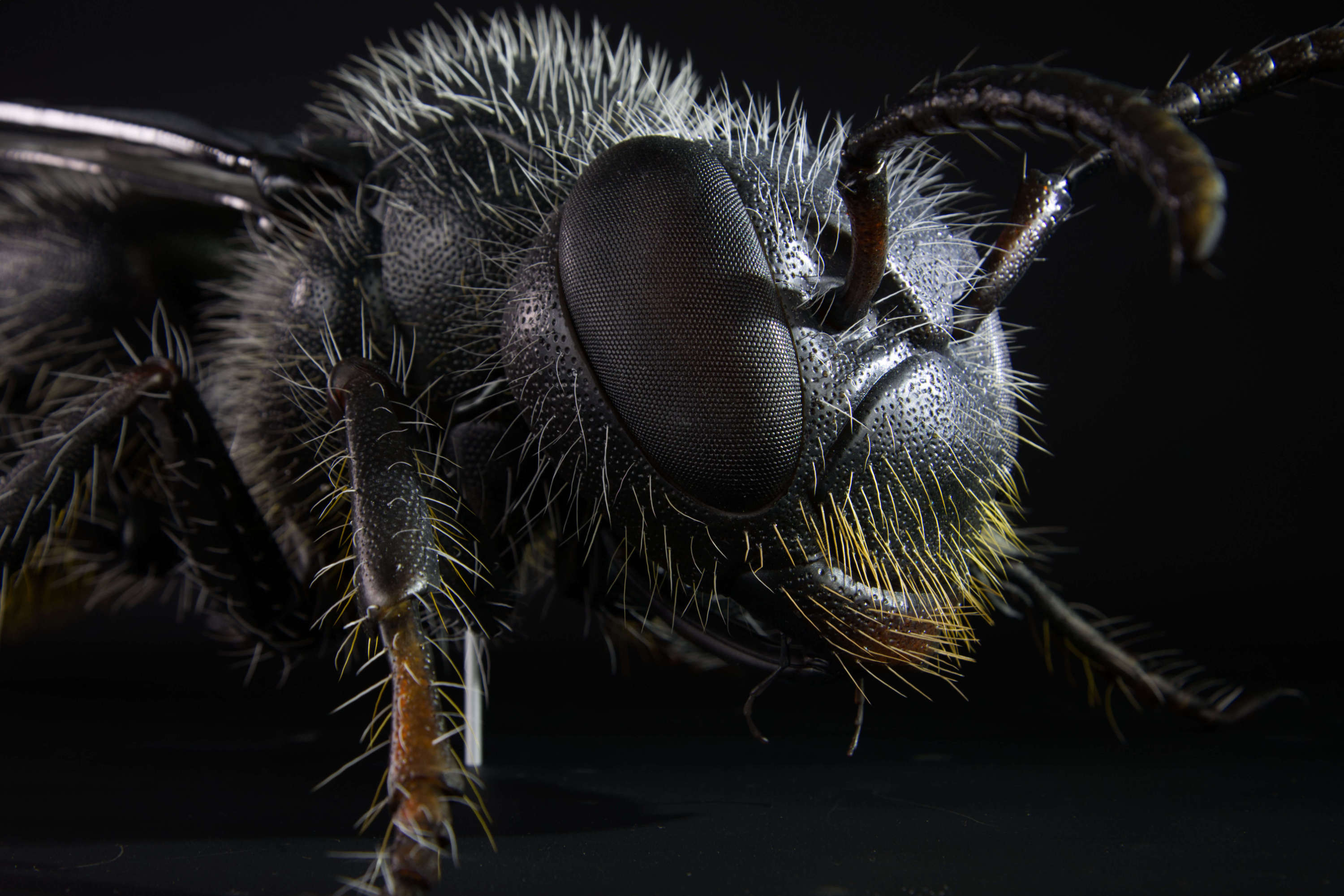 Natternkopf-Mauerbiene • Mason bee • Osmia adunca - 67 cm 