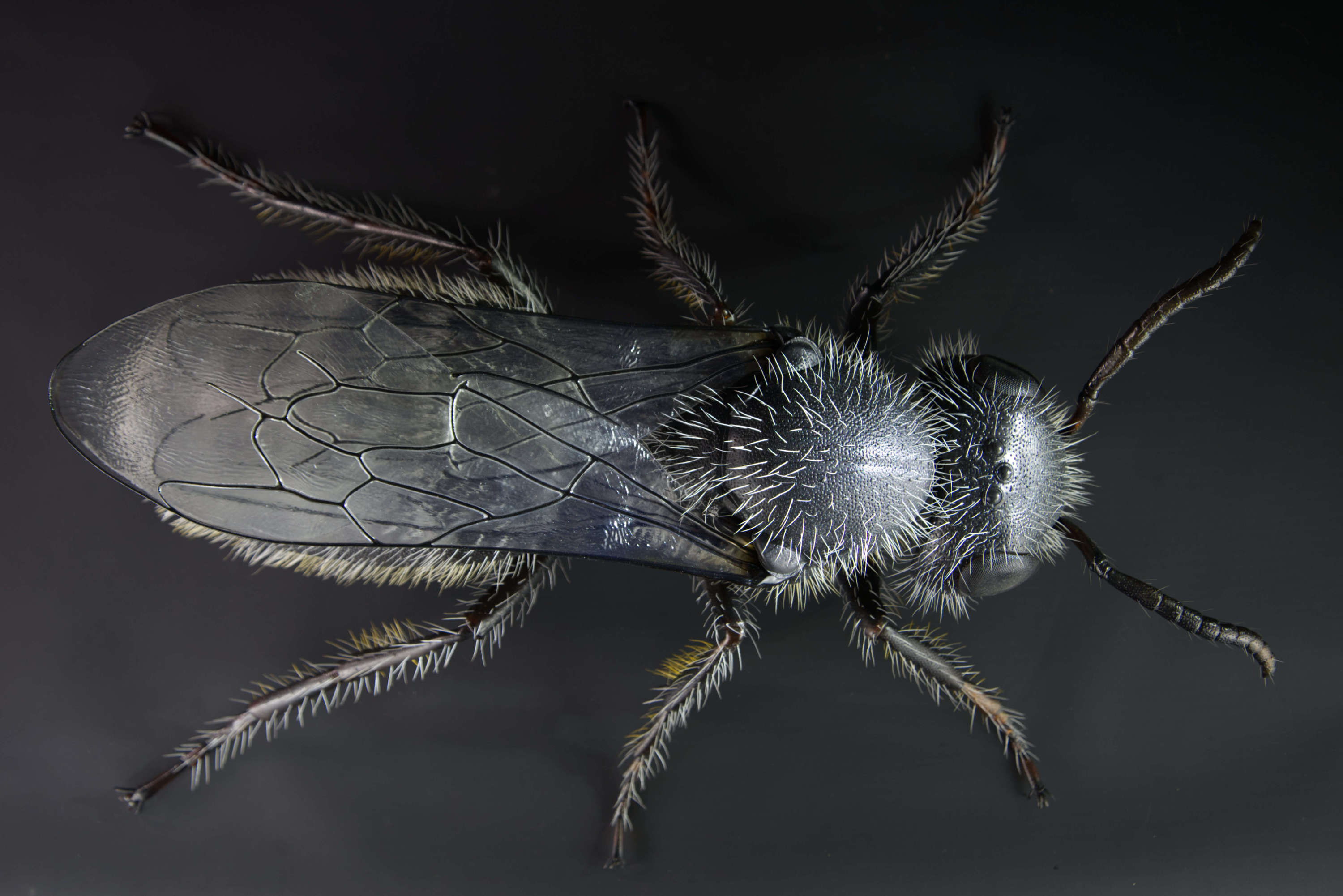 Natternkopf-Mauerbiene • Mason bee • Osmia adunca - 67 cm 