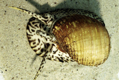 Meeresschnecken im Gehäuse