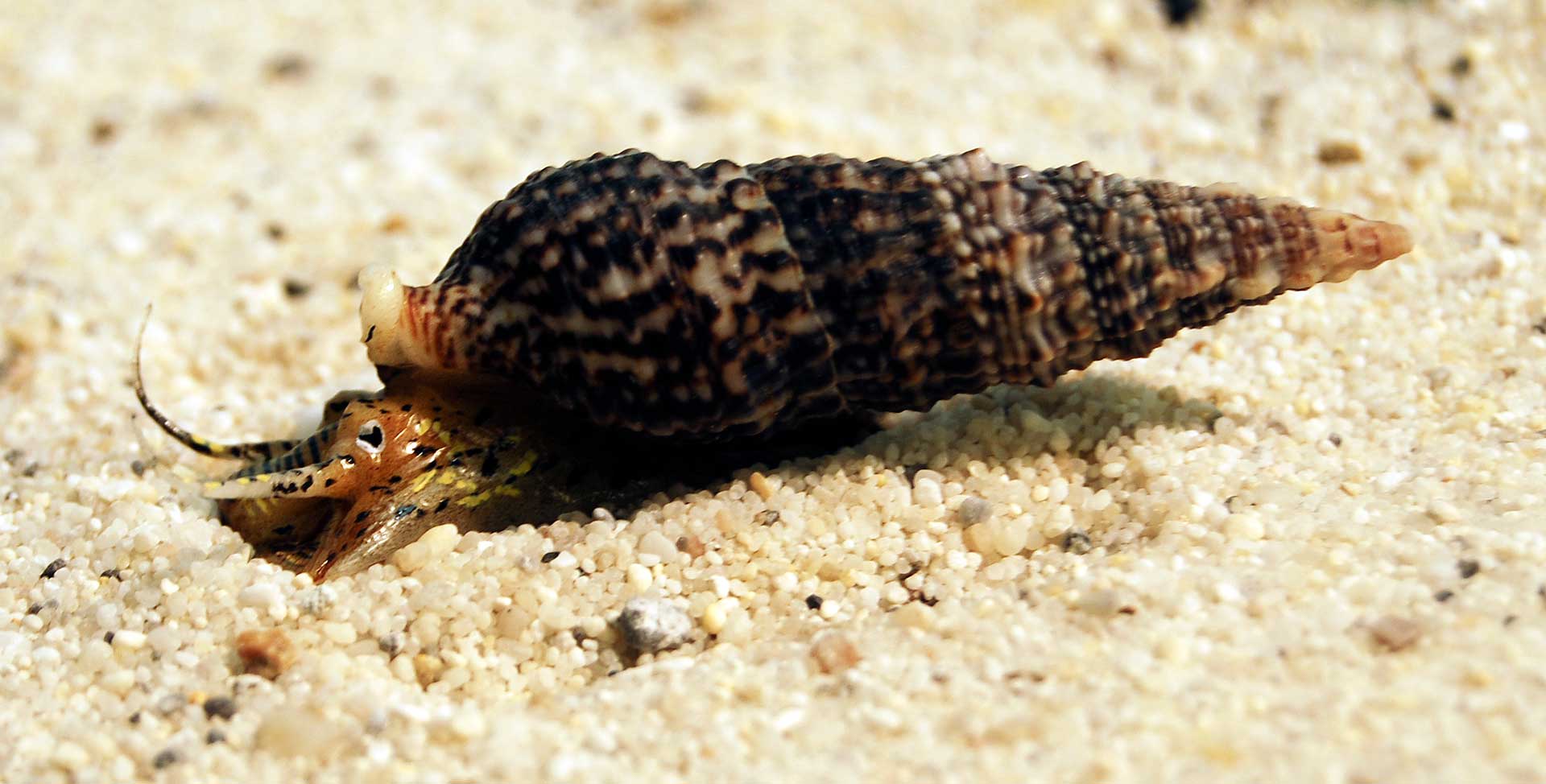 Nadelschnecke Cerithium