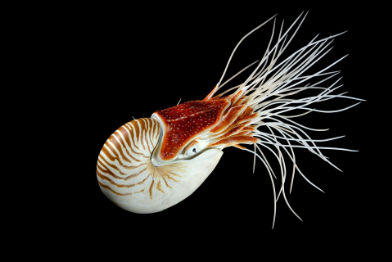 Nautilus • Nautilus • Nautilidae - 45 cm